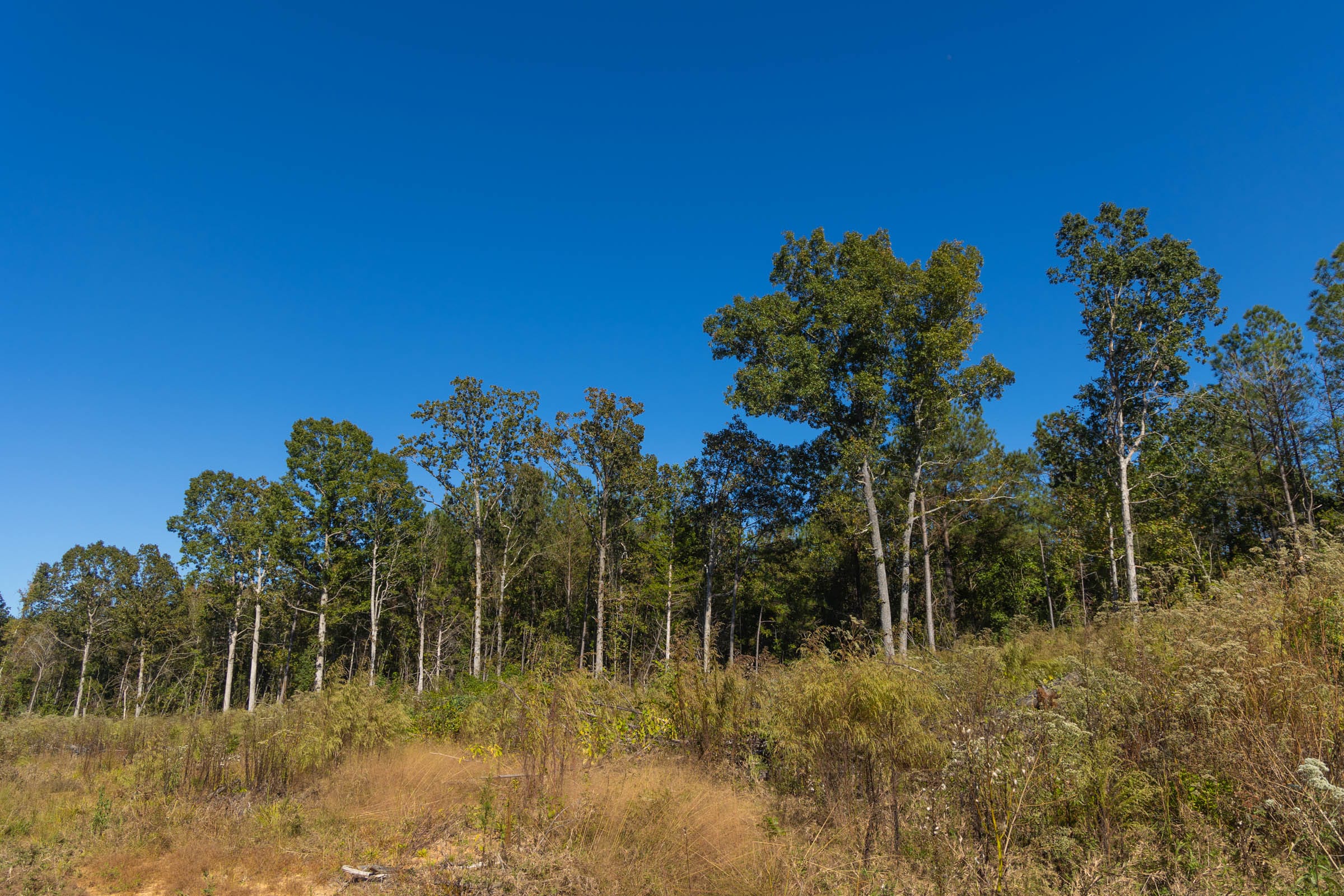Meyer’s Ridge Tract 29 photo 15