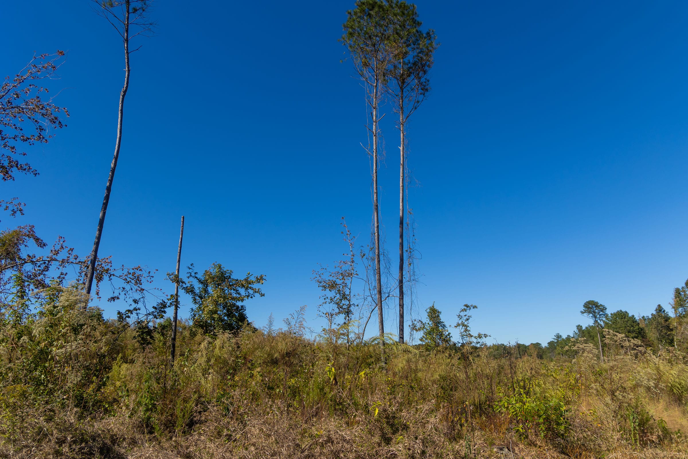 Meyer’s Ridge Tract 29 photo 14