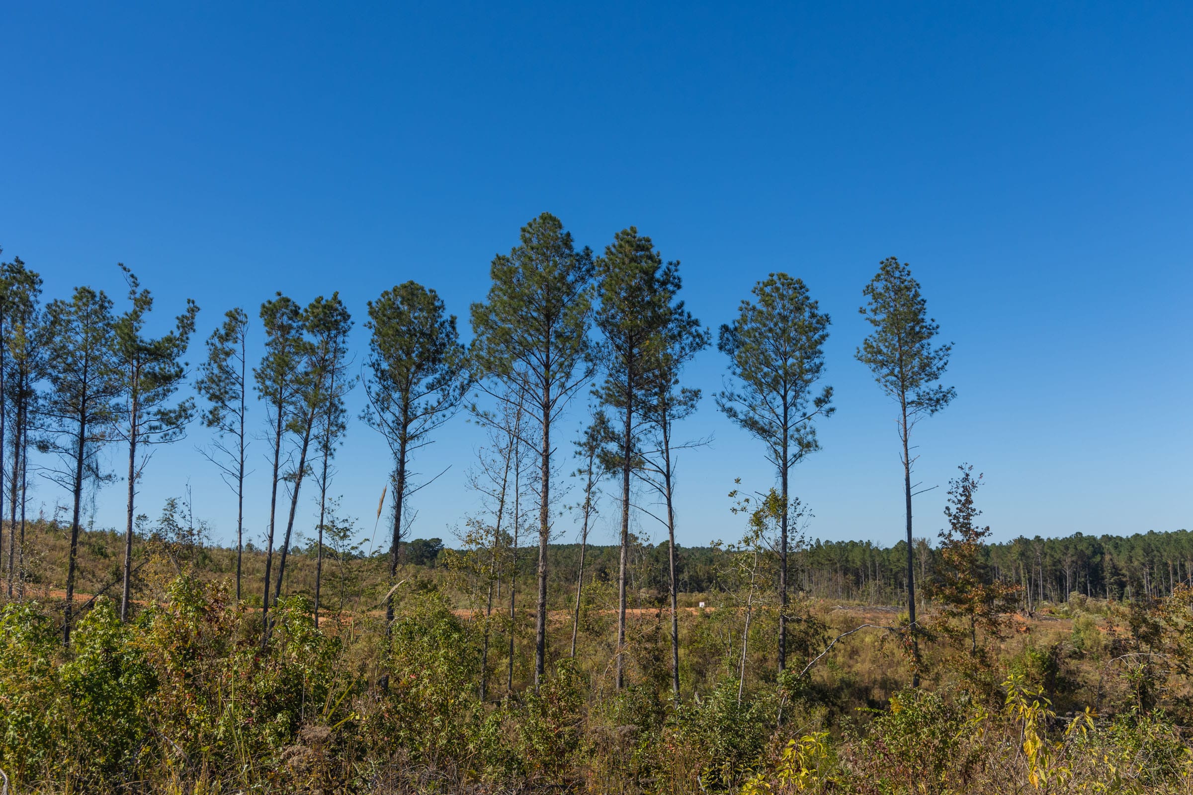 Meyer’s Ridge Tract 29 photo 12
