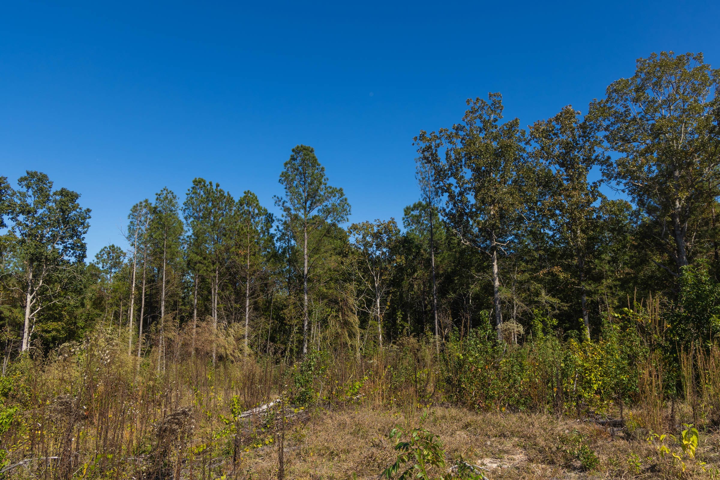 Meyer’s Ridge Tract 29 photo 6