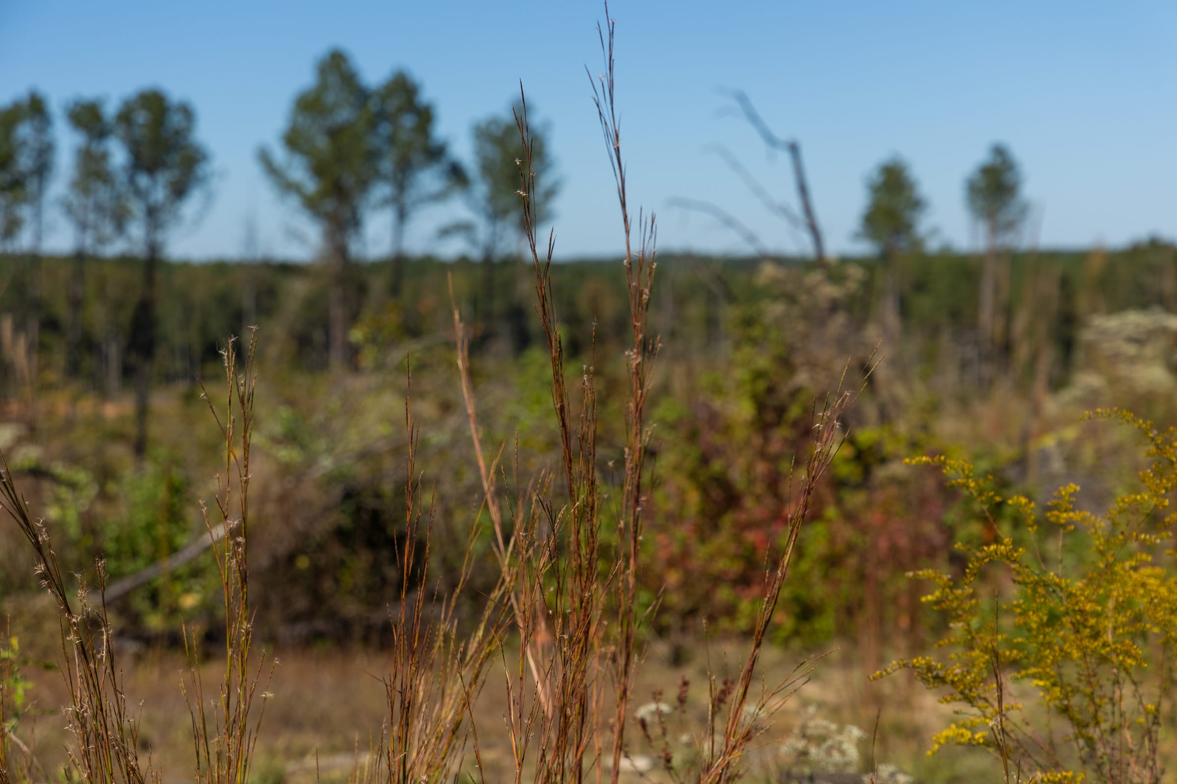Meyer’s Ridge Tract 29 photo 5