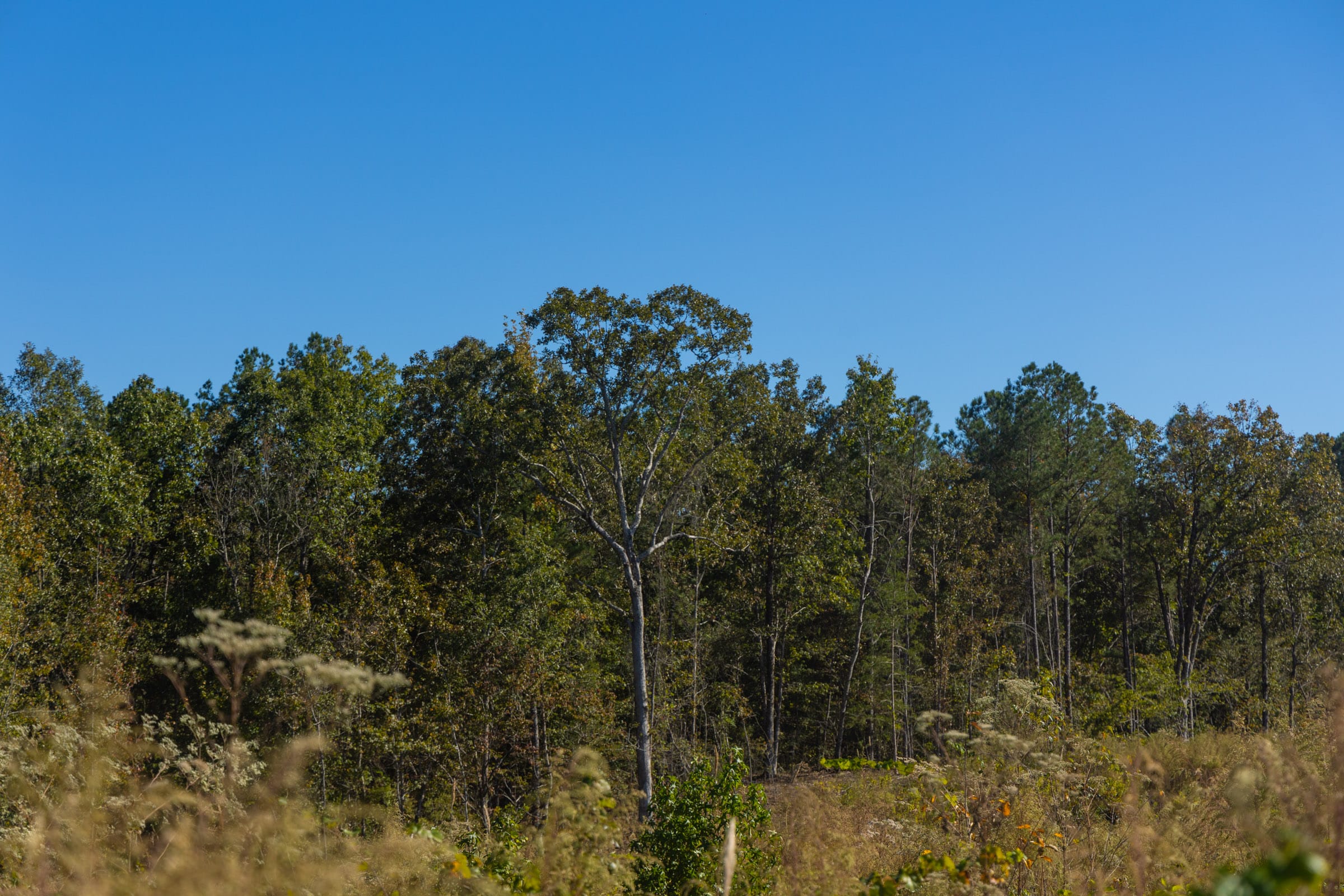 Meyer’s Ridge Tract 29 photo 4