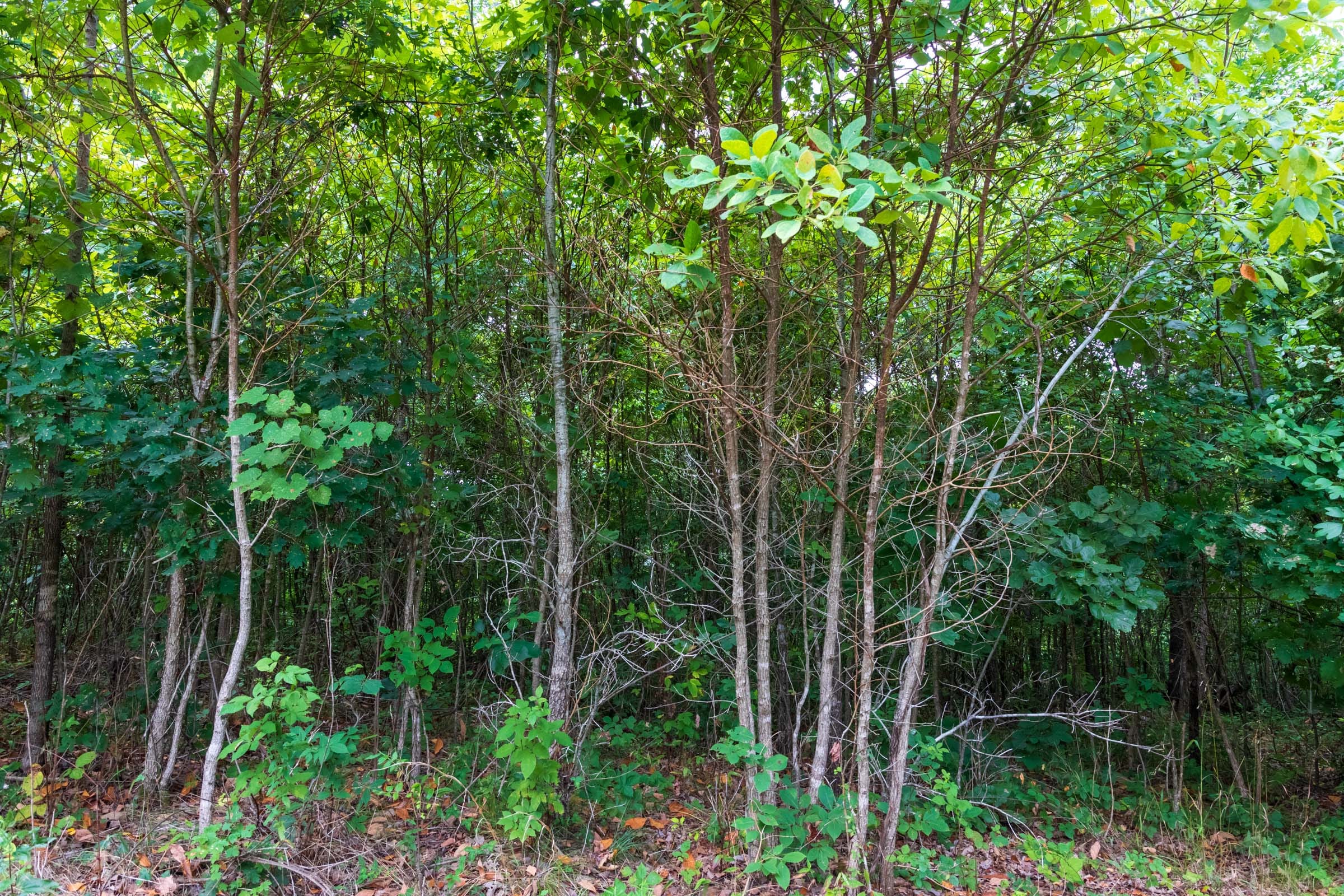 Cypress Ridge Tract 25 photo 3