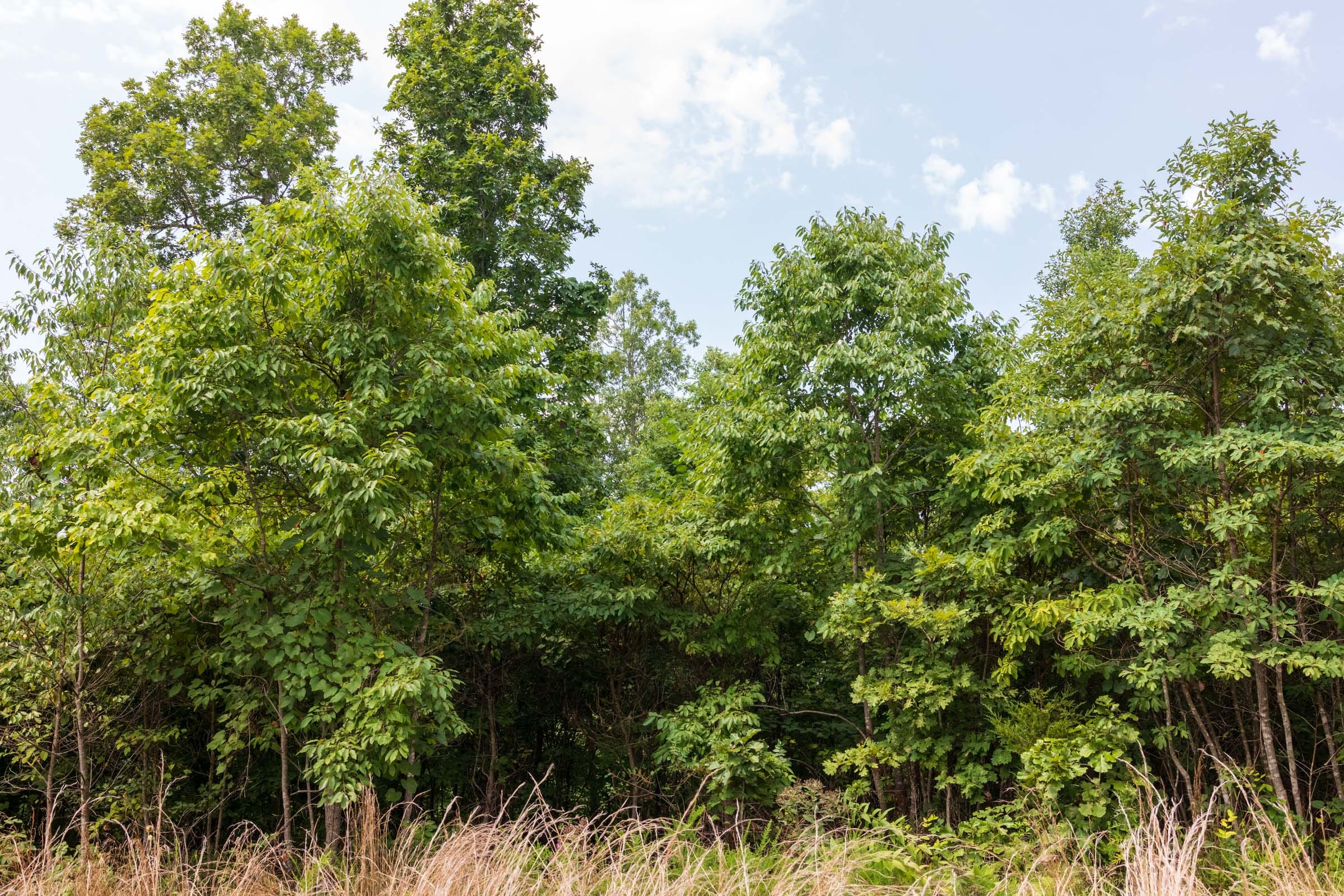 Cypress Ridge Tract 25 photo 4