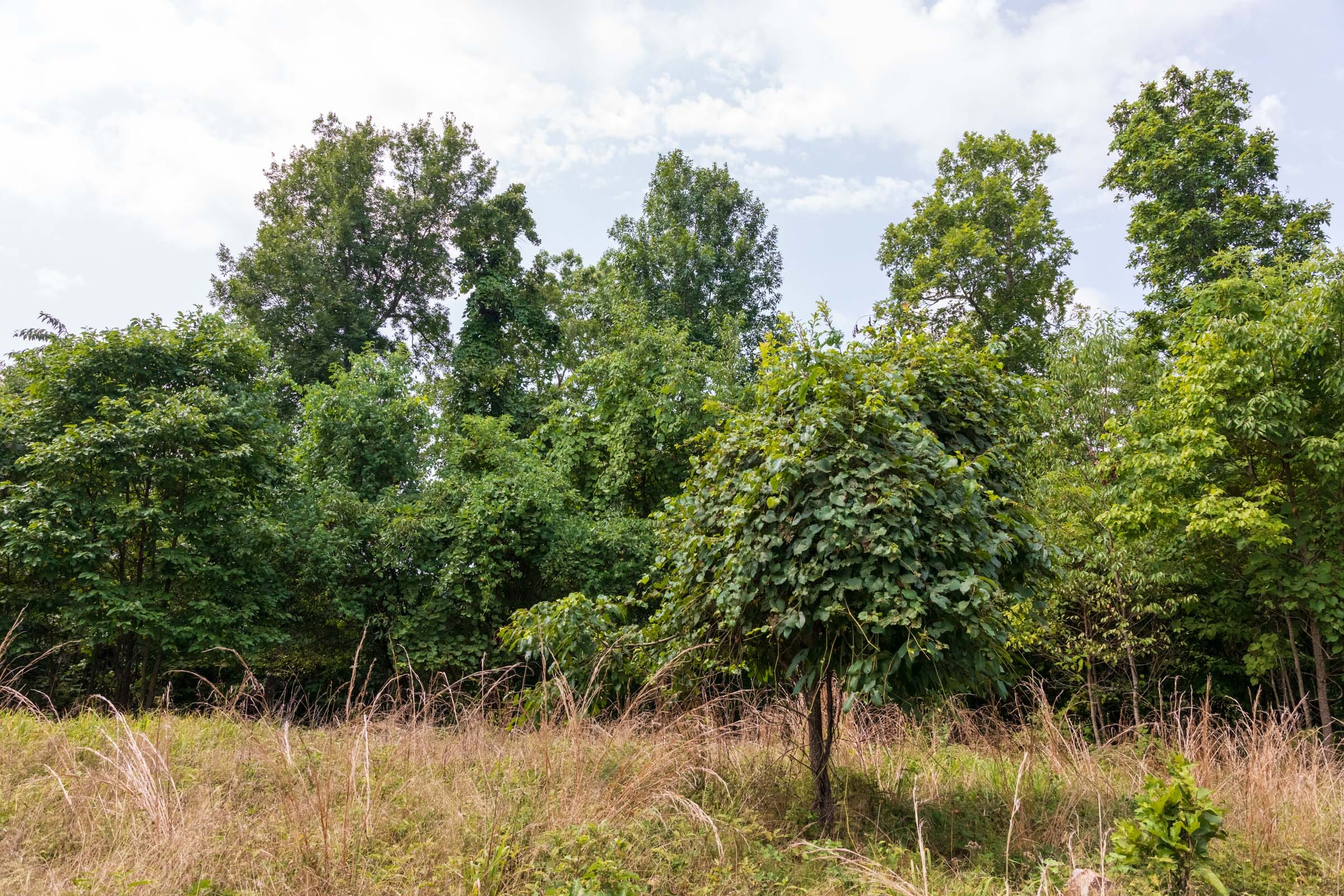 Cypress Ridge Tract 25 photo 5