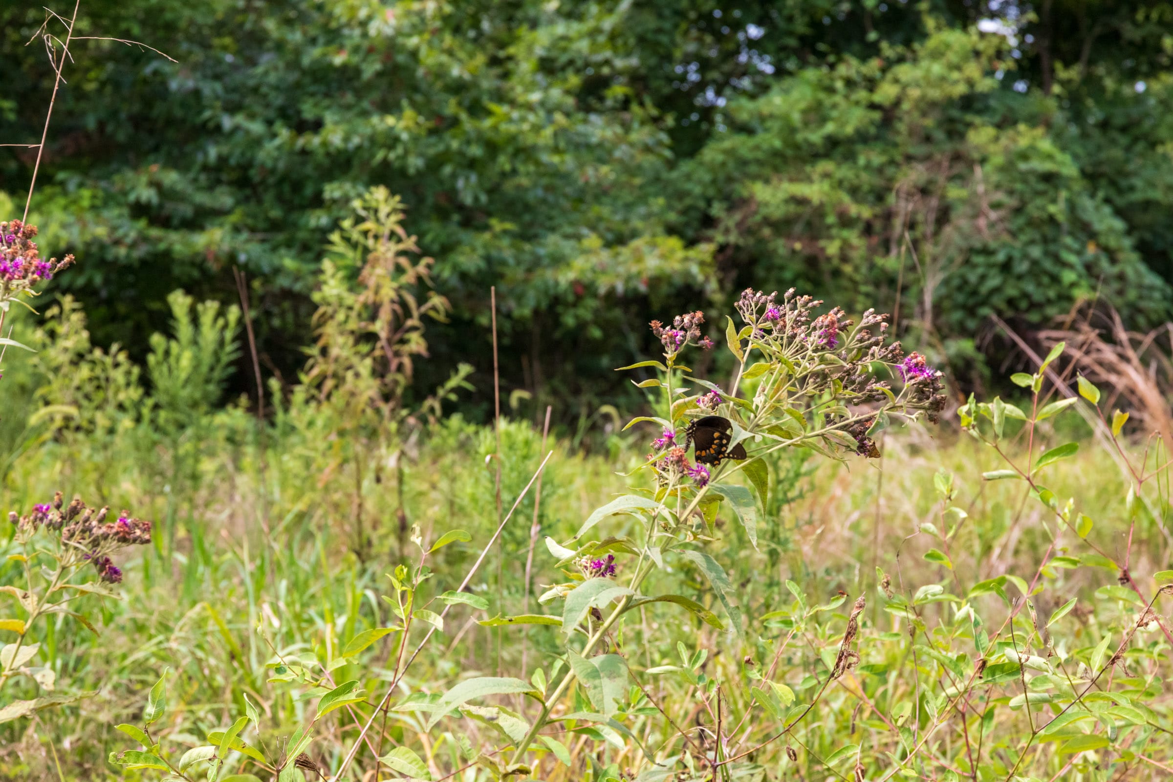 Cypress Ridge Tract 25 photo 7