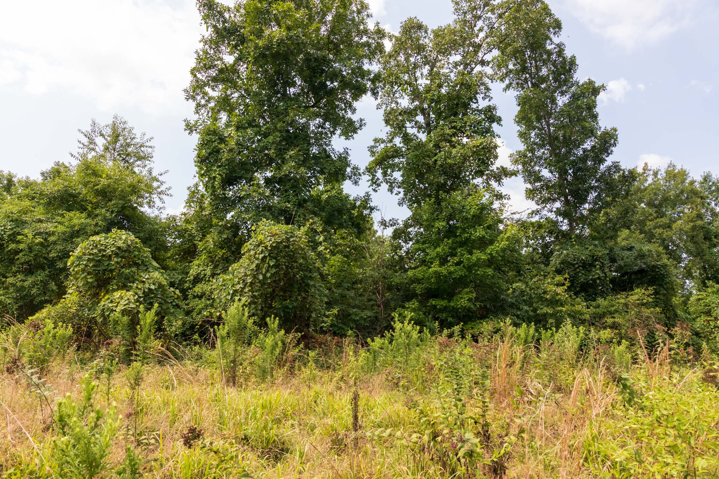 Cypress Ridge Tract 25 photo 8
