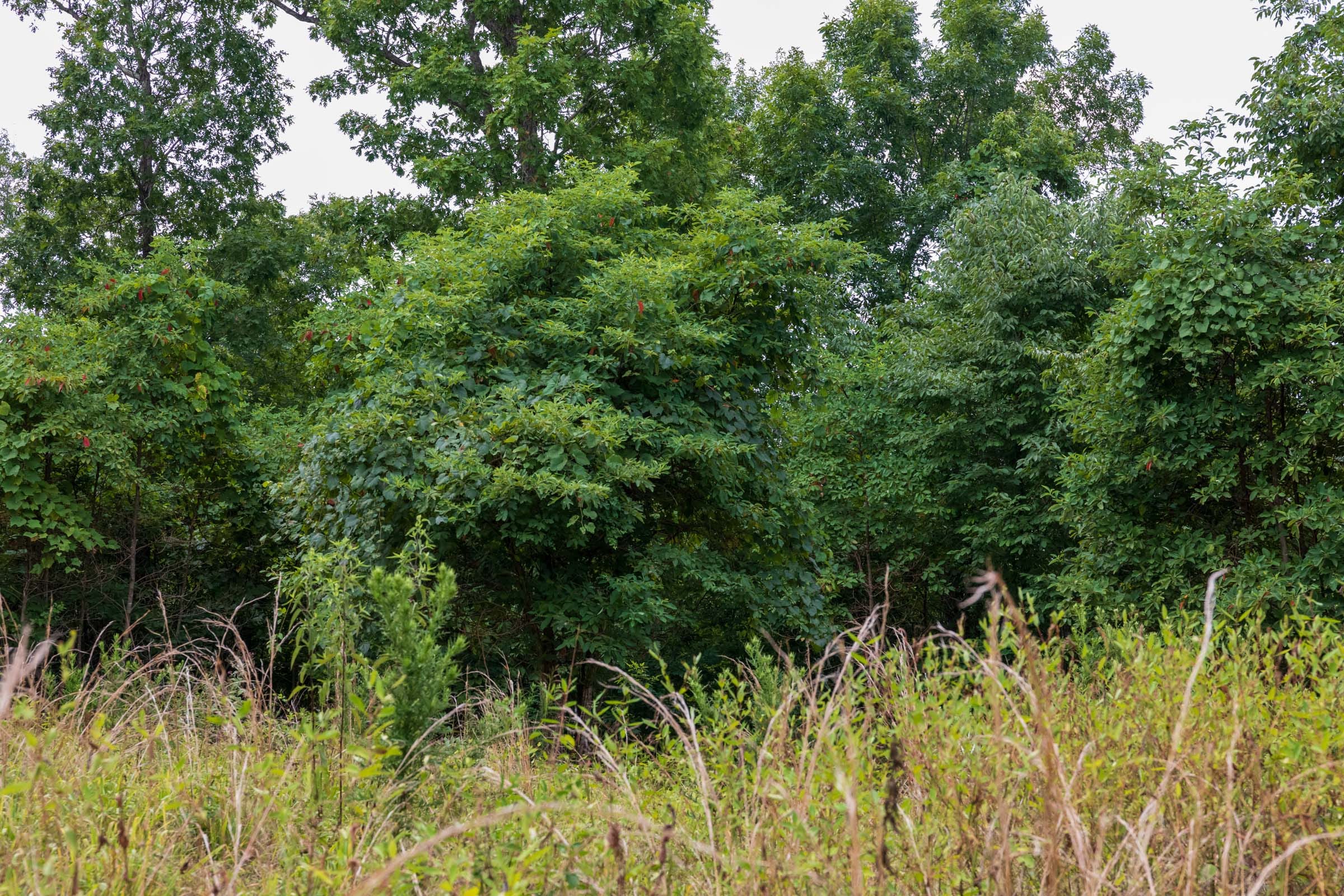 Cypress Ridge Tract 25 photo 9