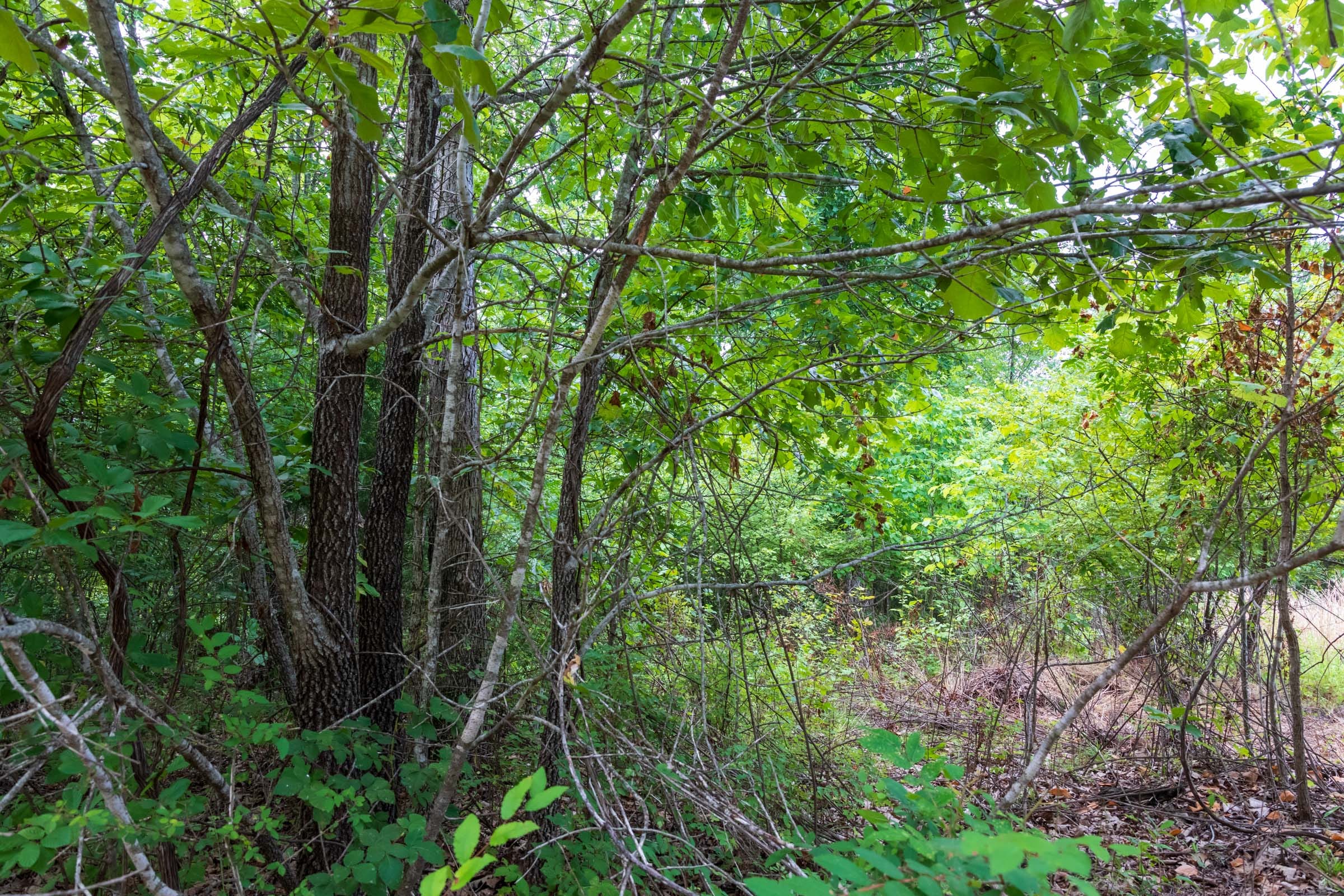 Cypress Ridge Tract 25 photo 10