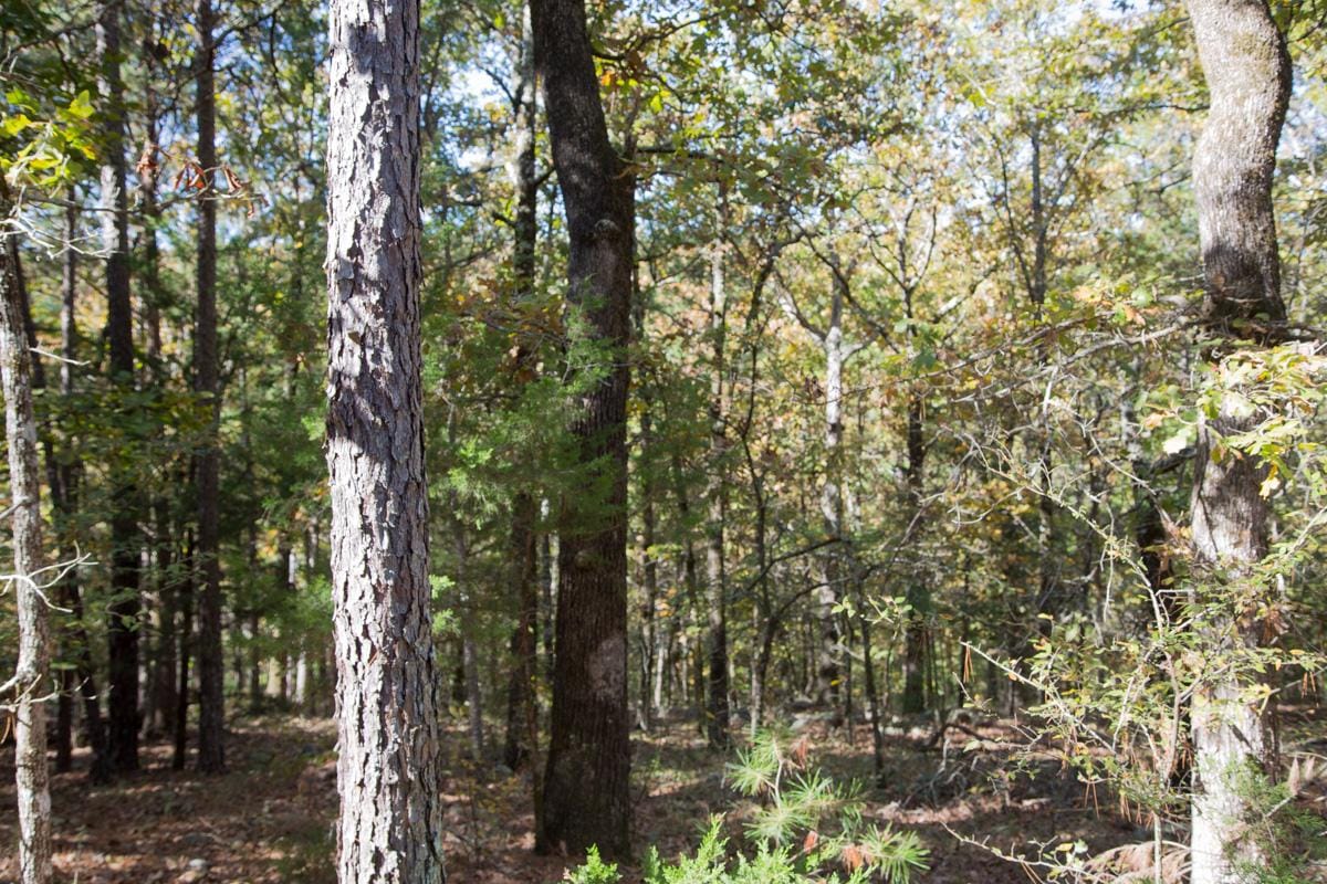 Stone Creek Phase I Tract 141 photo 10