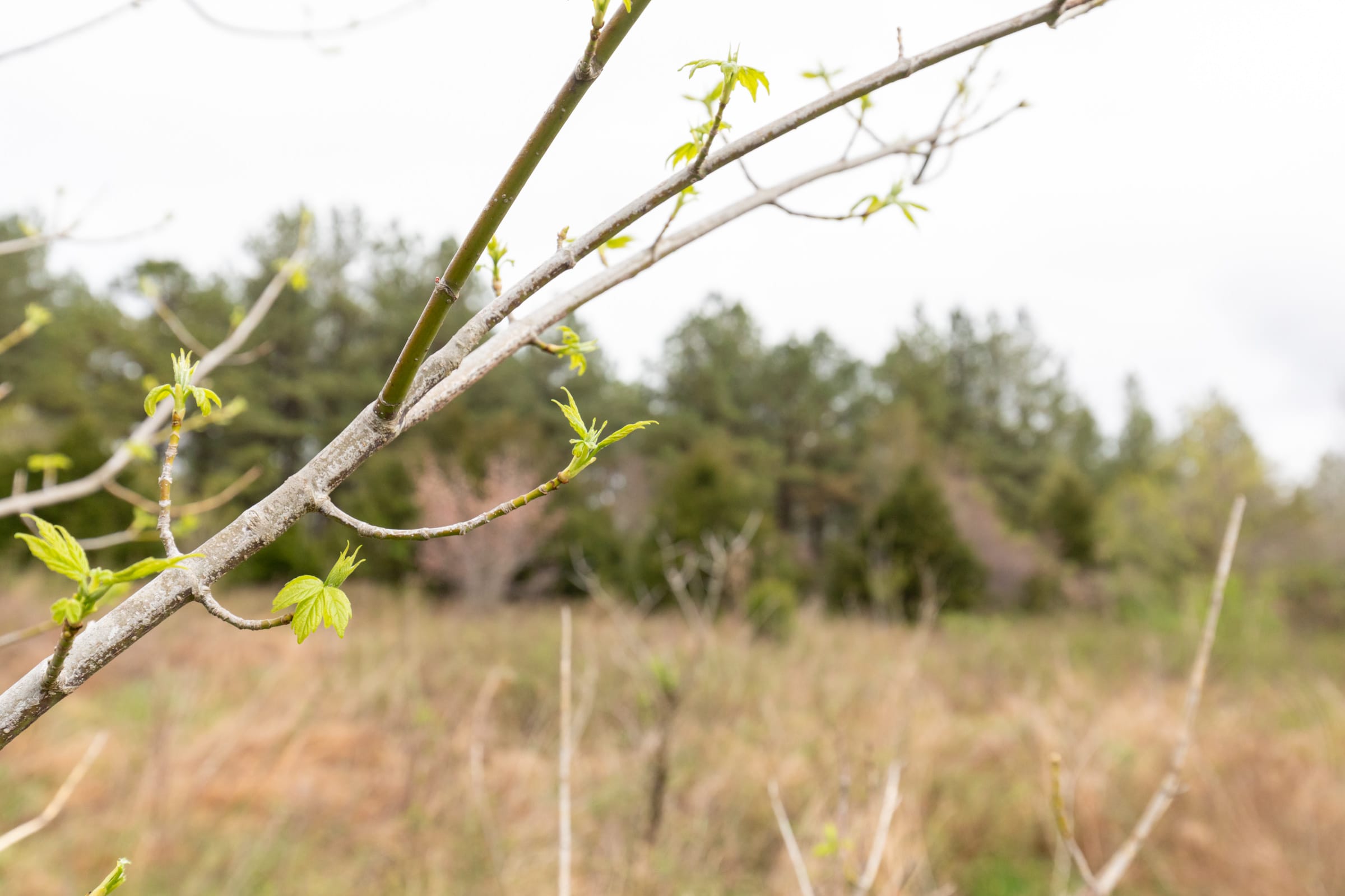 Woodland Heights Tract 22 photo 5
