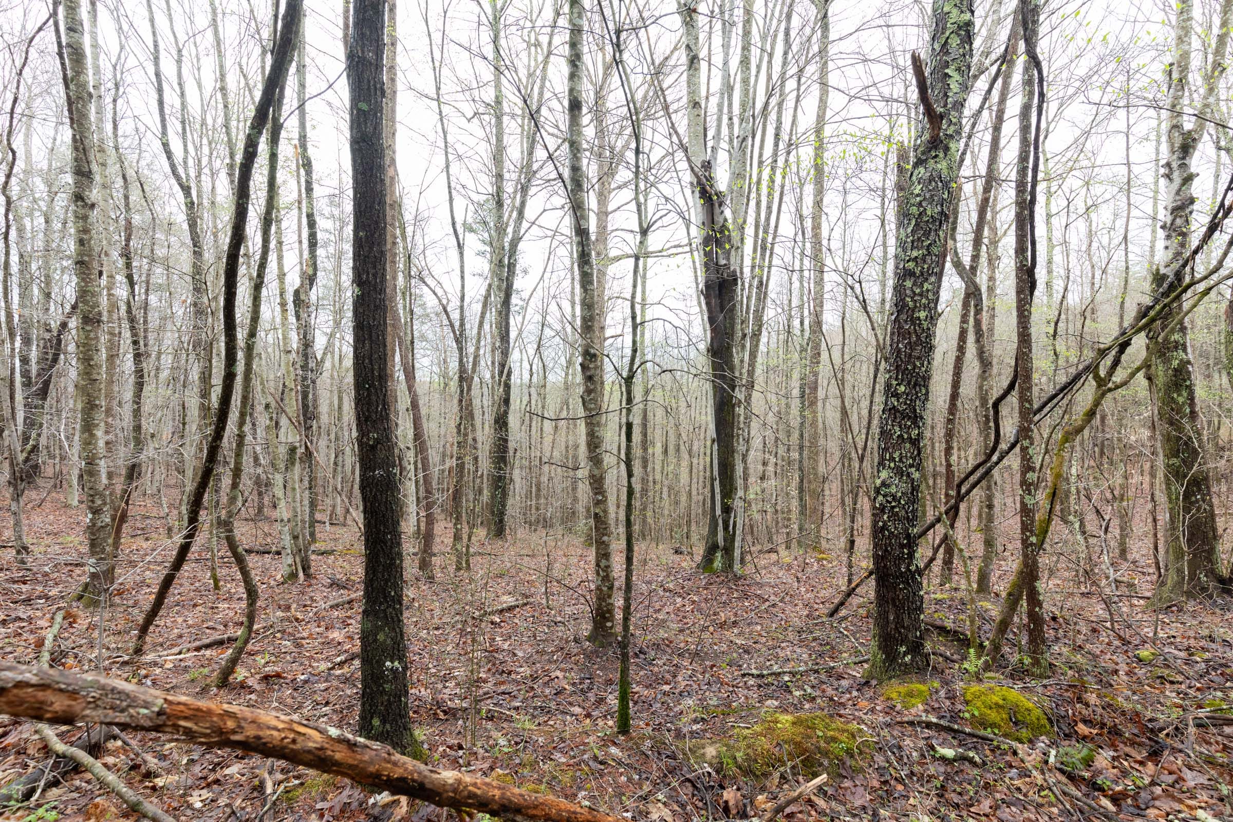 Woodland Heights Tract 22 photo 6
