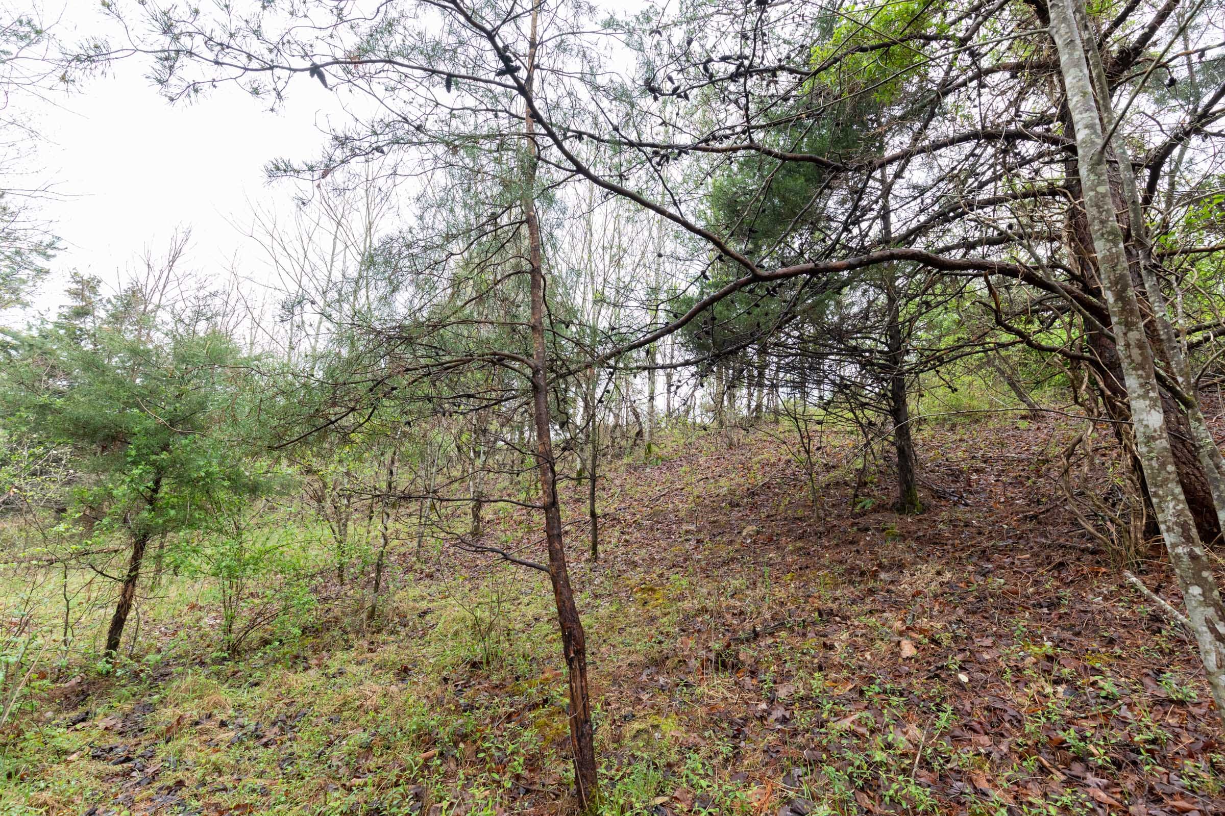 Woodland Heights Tract 22 photo 7
