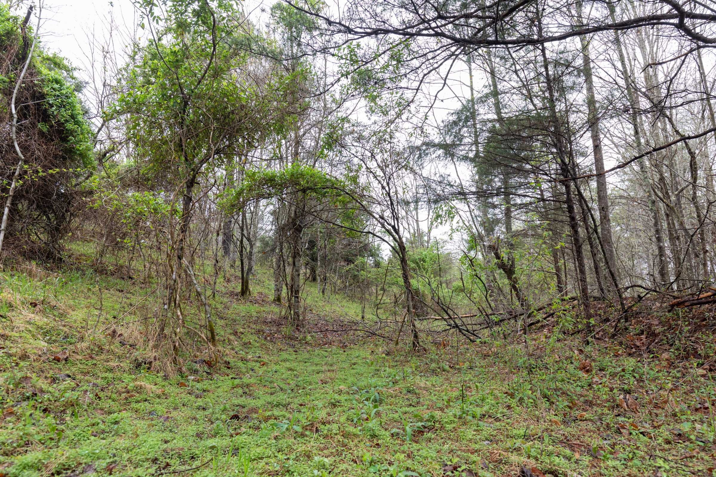 Woodland Heights Tract 22 photo 8