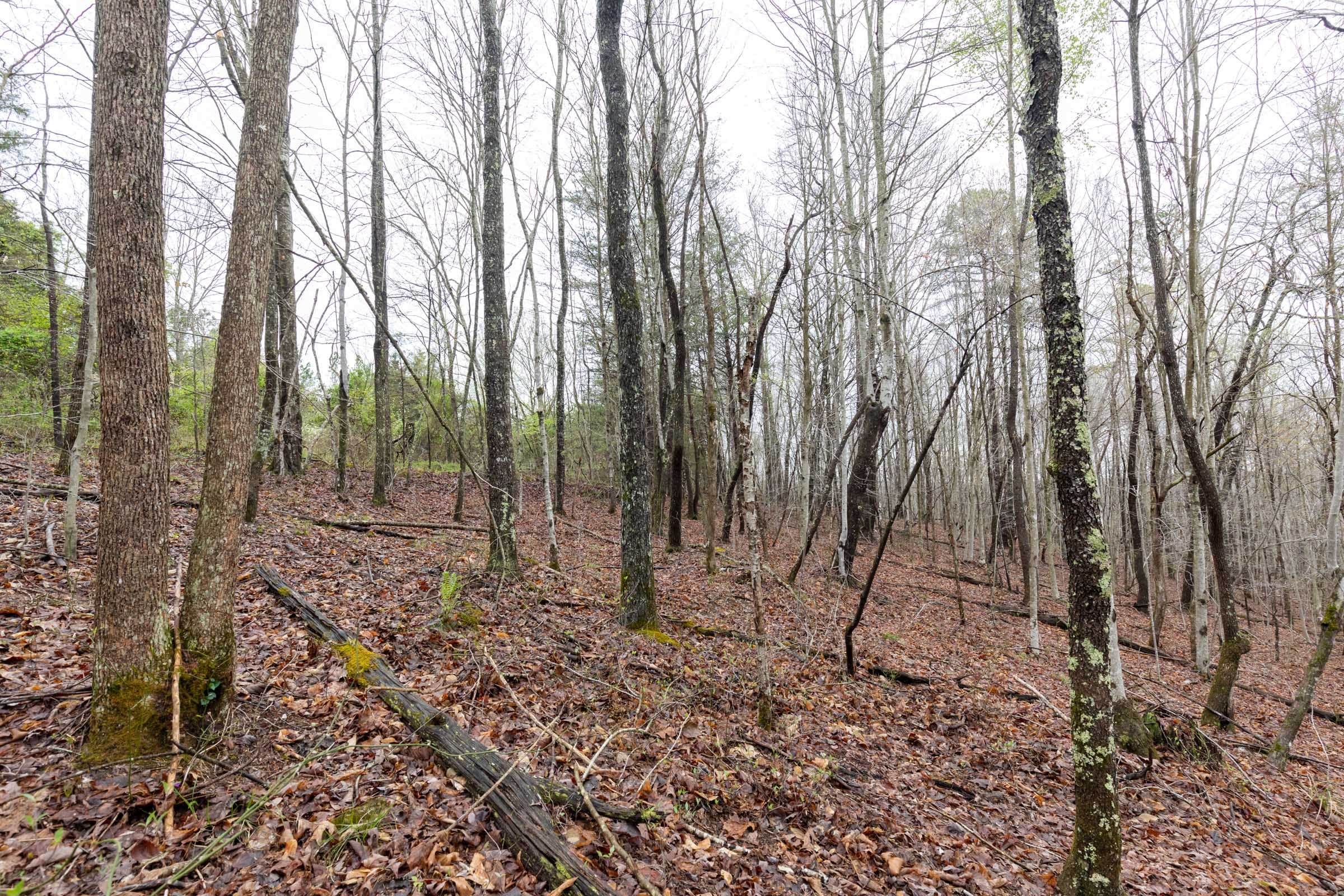 Woodland Heights Tract 22 photo 9