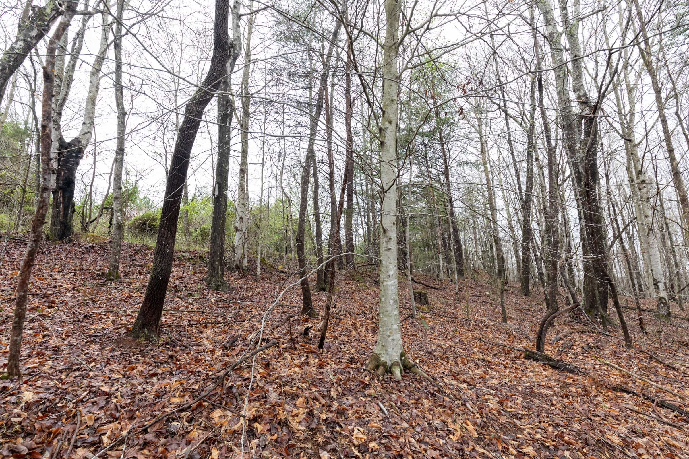 Woodland Heights Tract 22 photo 10