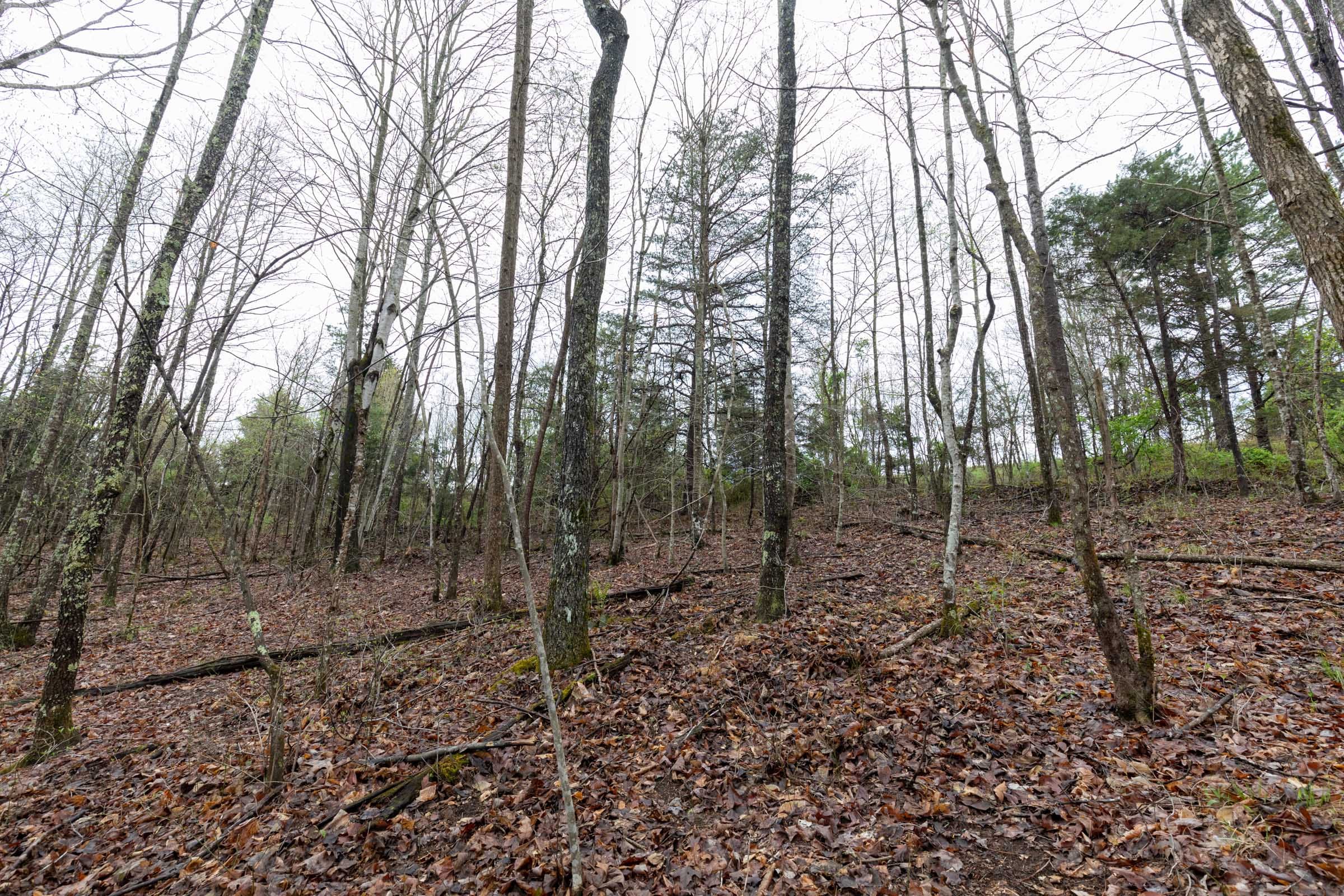 Woodland Heights Tract 22 photo 11