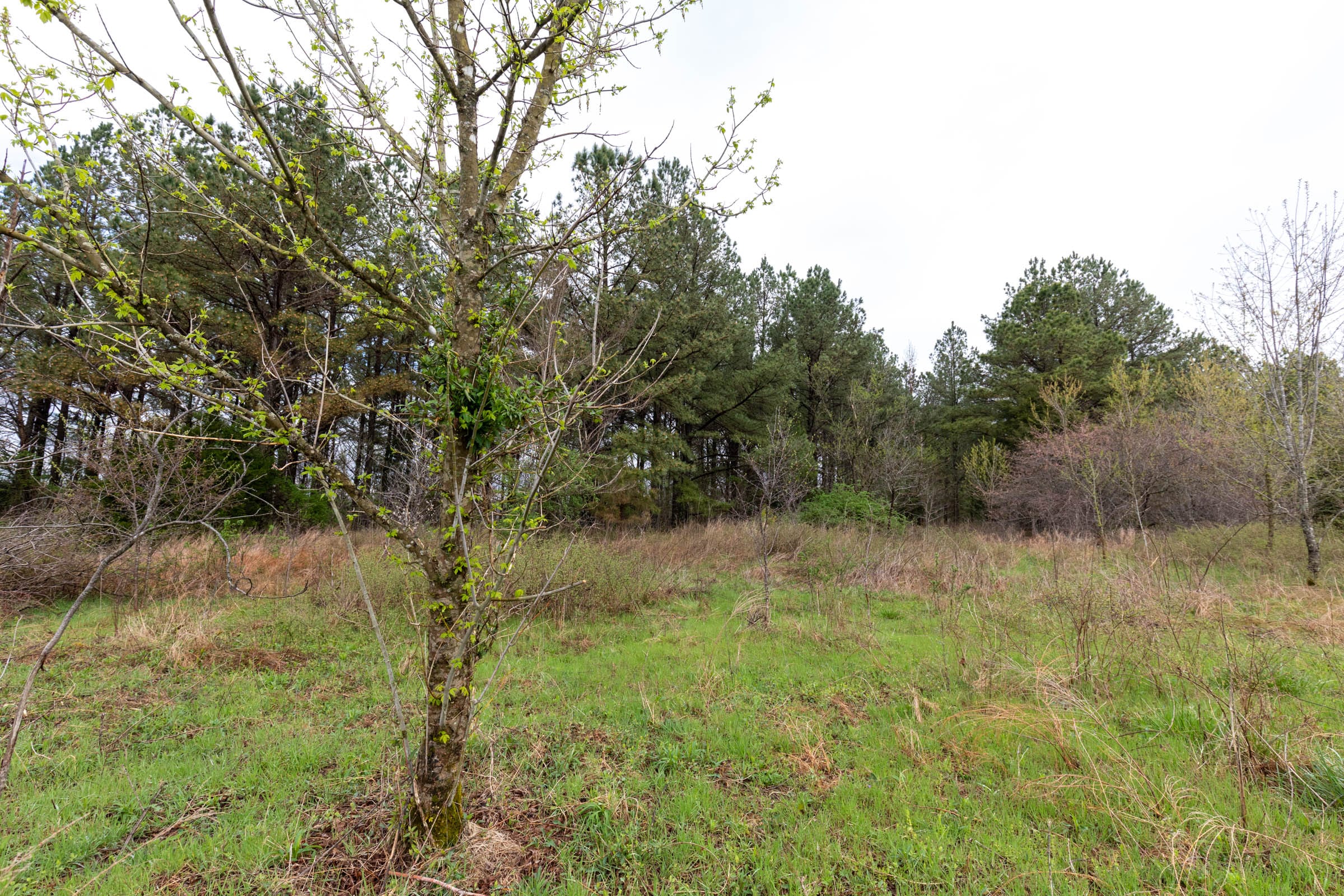 Woodland Heights Tract 22 photo 13