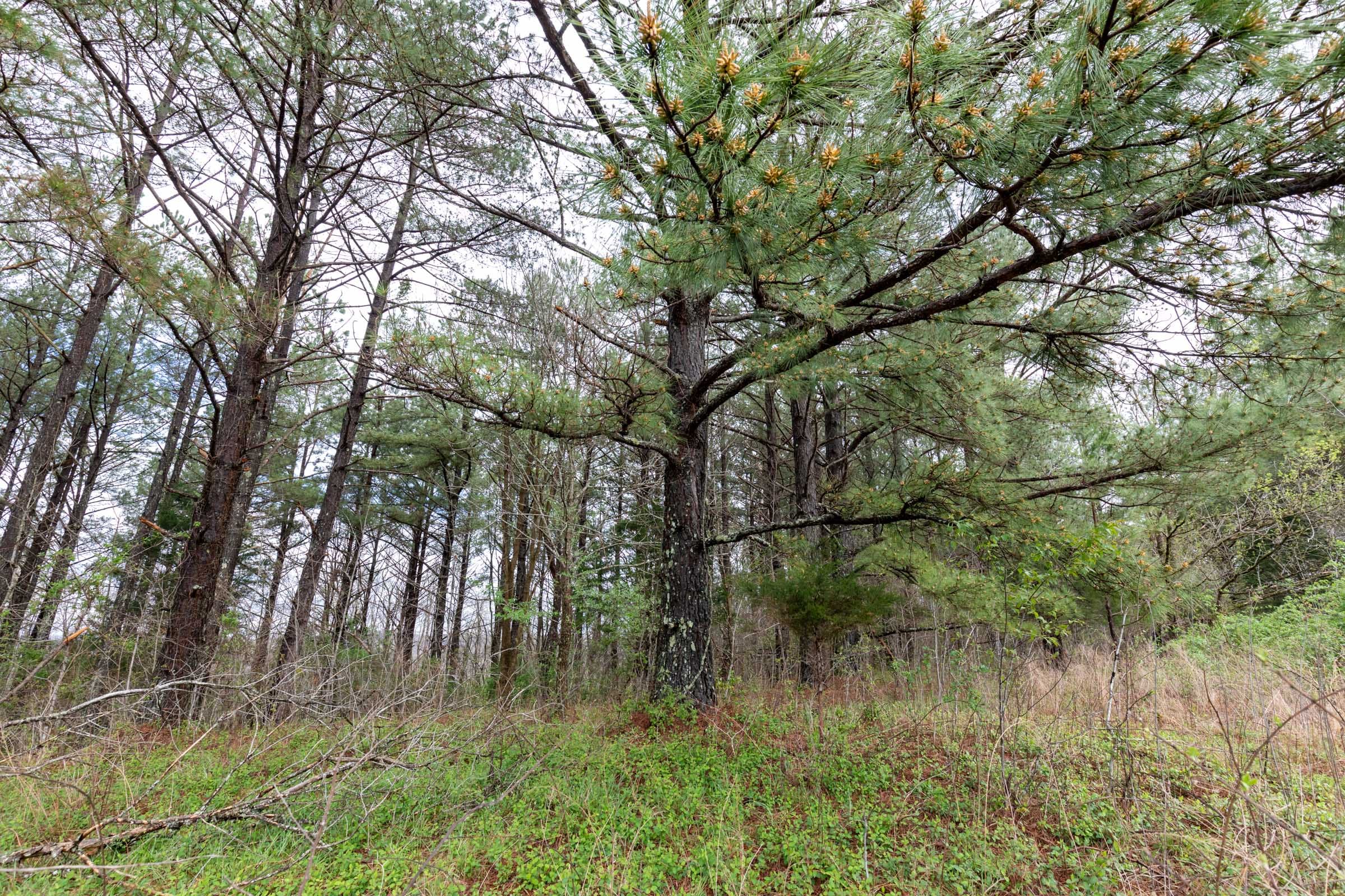 Woodland Heights Tract 22 photo 14