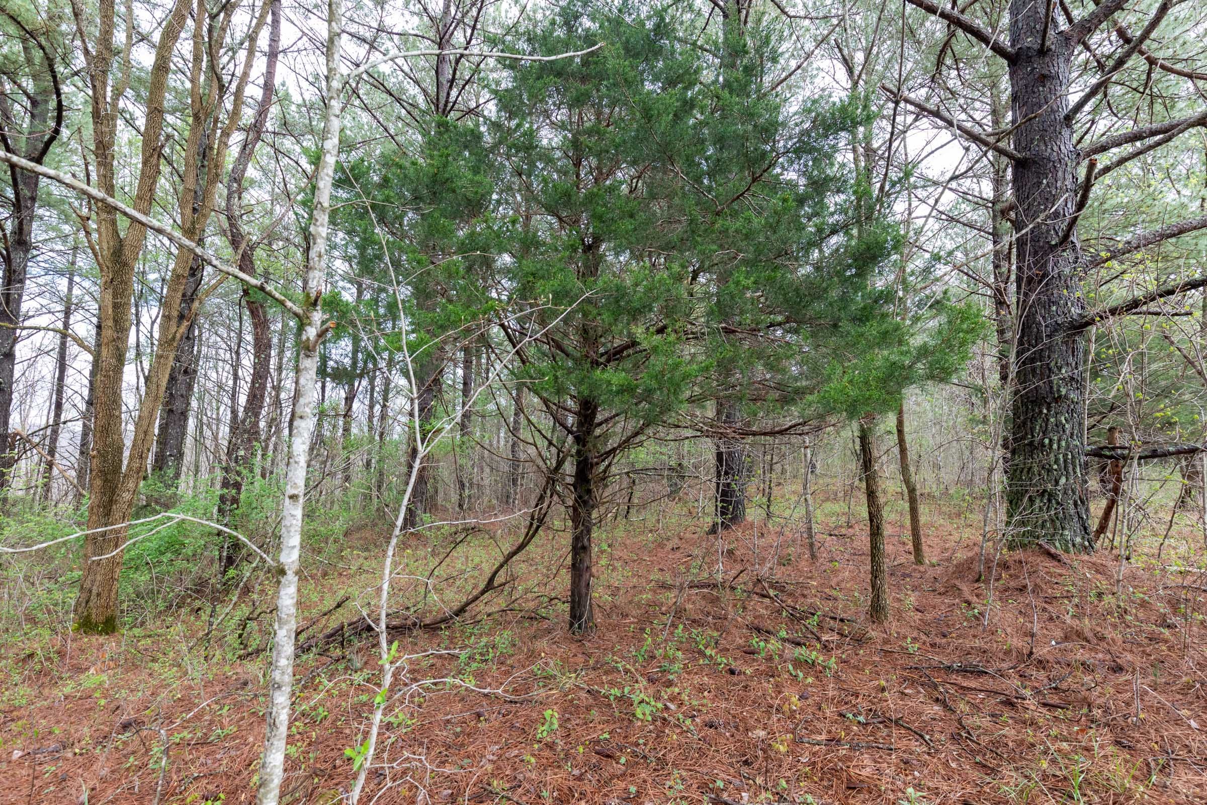 Woodland Heights Tract 22 photo 15