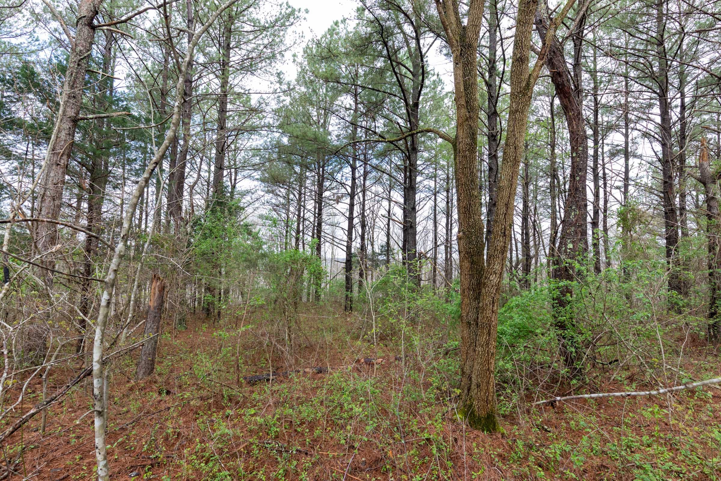 Woodland Heights Tract 22 photo 16