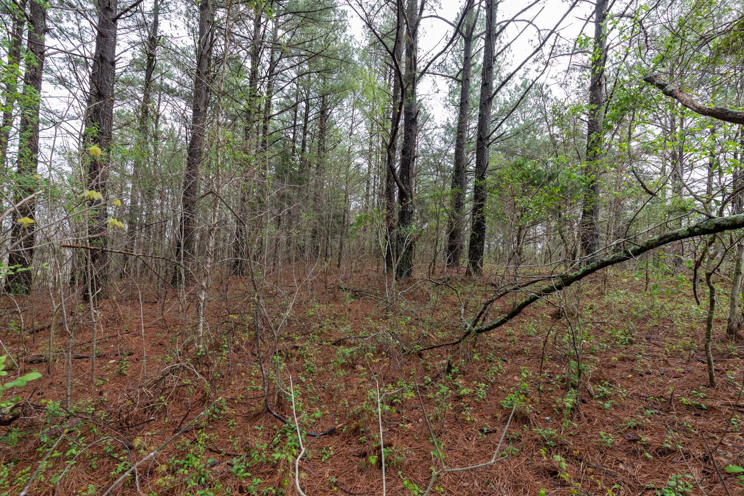 Woodland Heights Tract 22 photo 17
