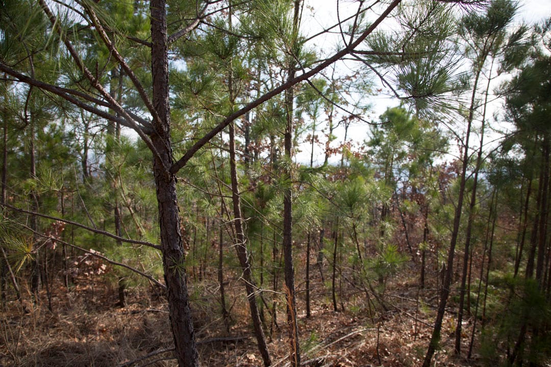 Stone Creek Phase III Tract 90 photo 5