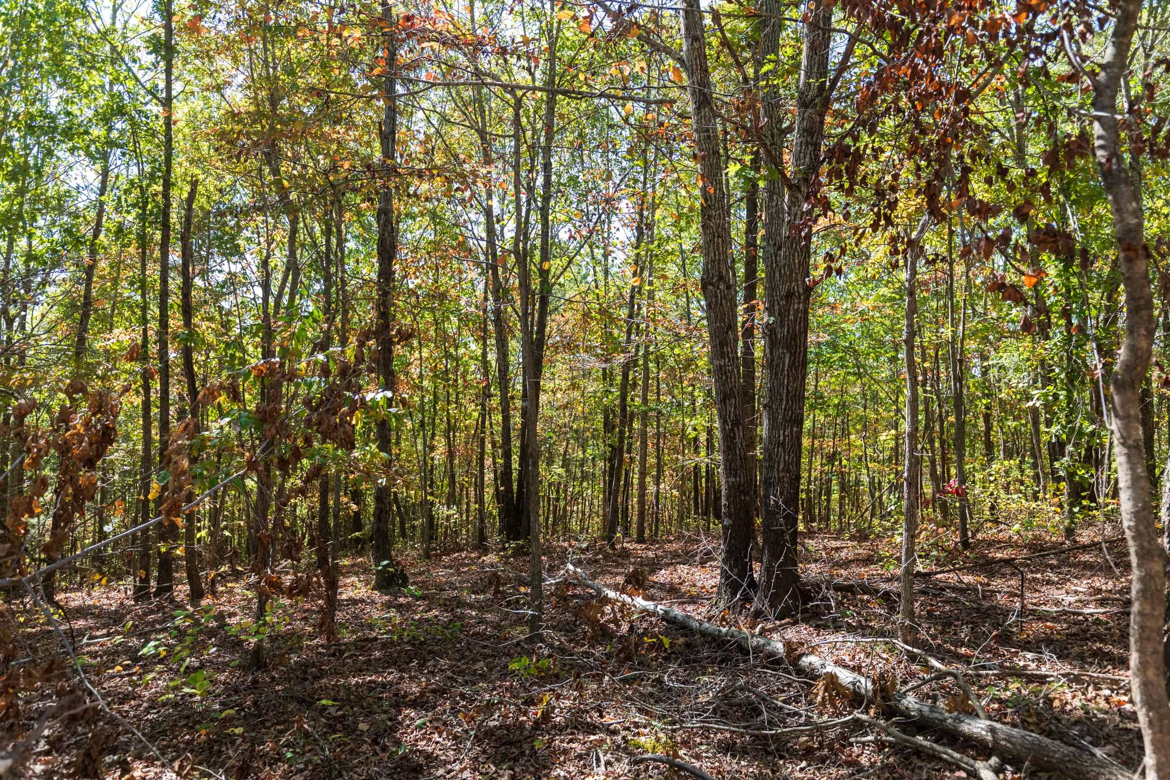 Bear Brook Tract 18 photo 3