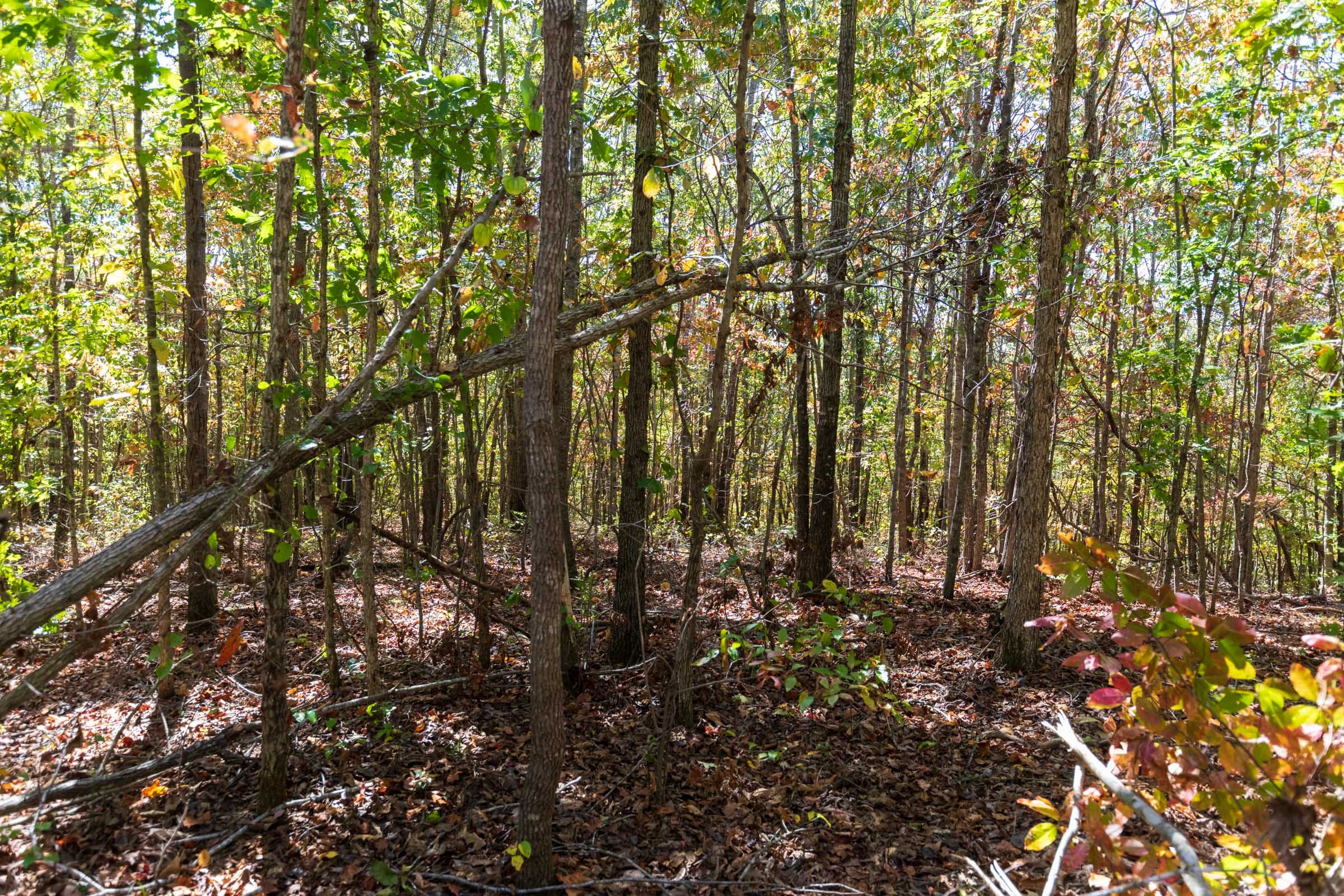 Bear Brook Tract 18 photo 7