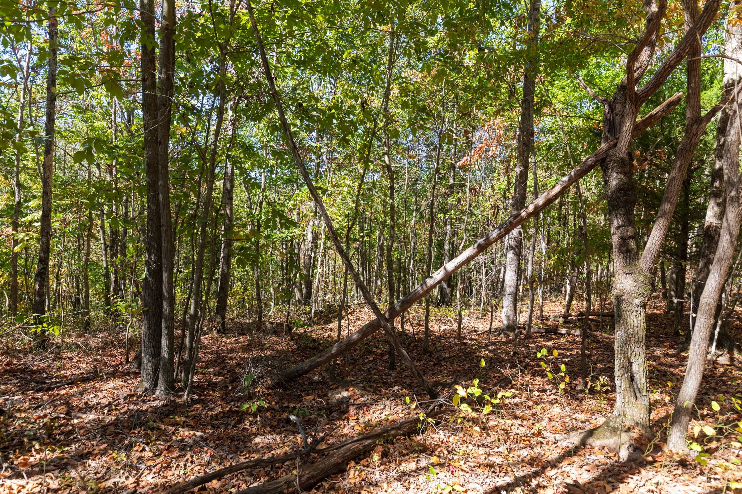 Bear Brook Tract 18 photo 10