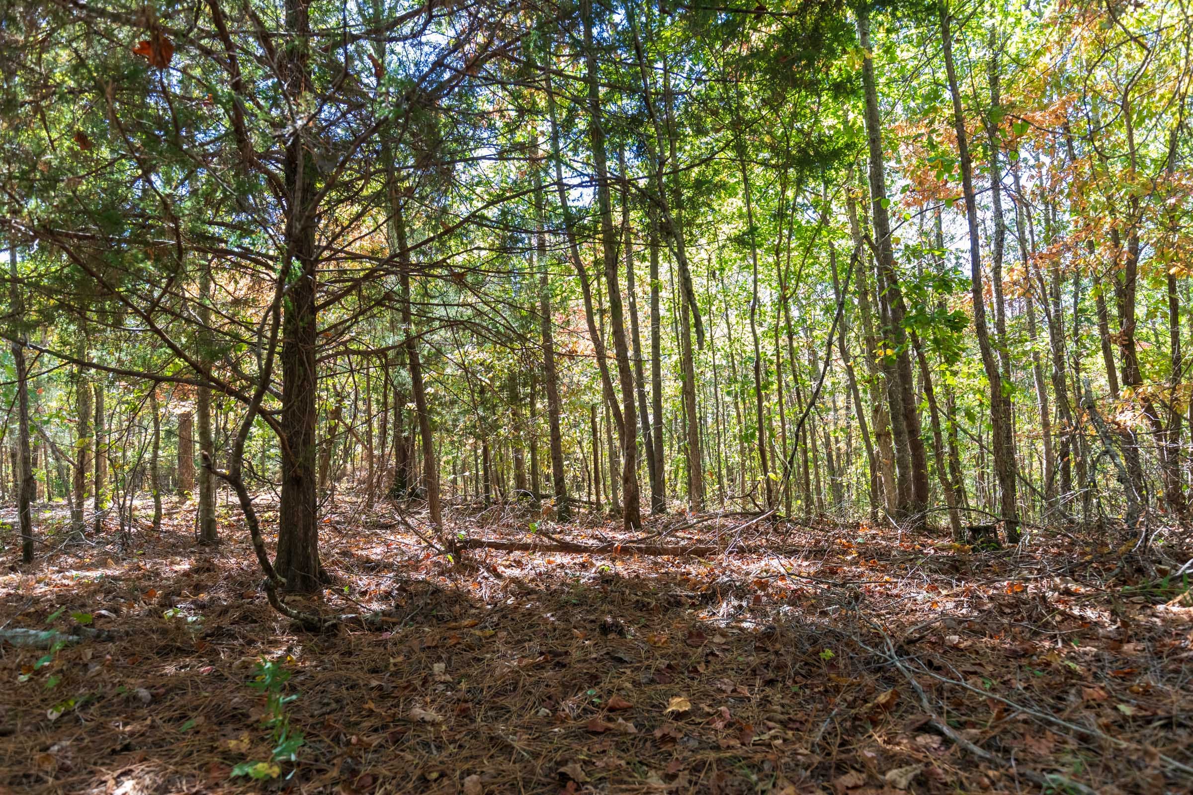 Bear Brook Tract 18 photo 9