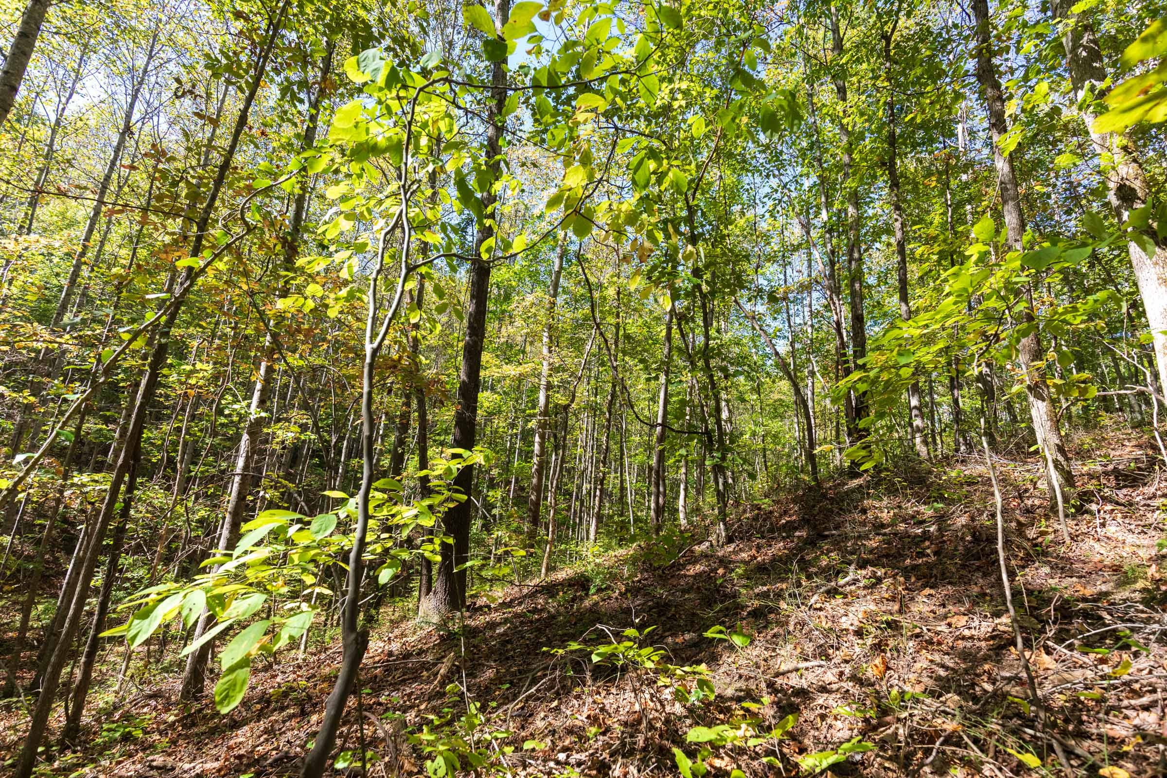 Bear Brook Tract 18 photo 4