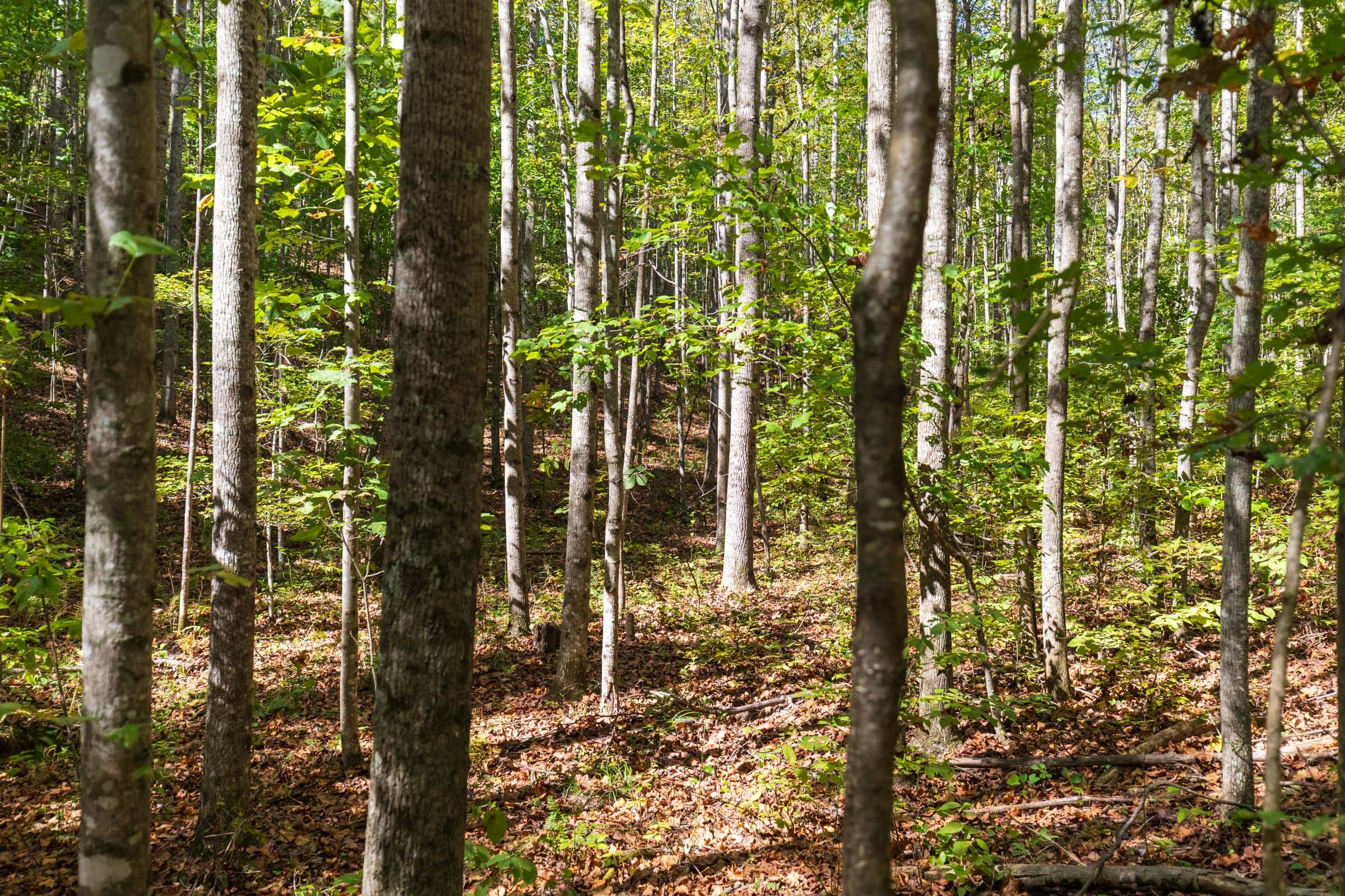 Bear Brook Tract 18 photo 8