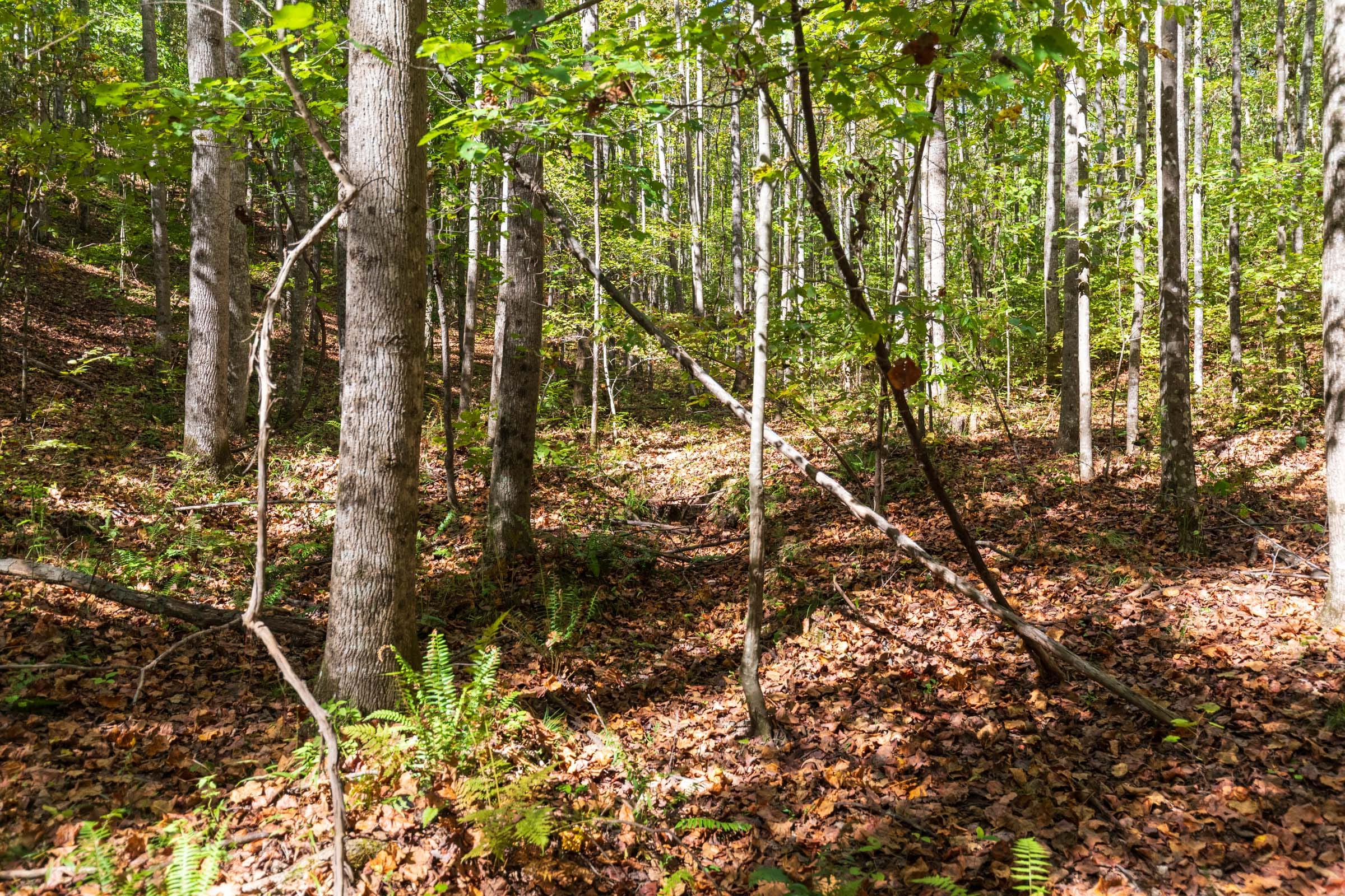 Bear Brook Tract 18 photo 2