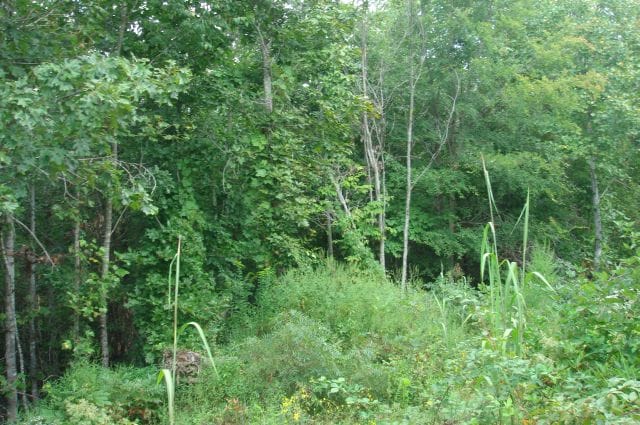 Sugartree Falls Tract 19 photo 3
