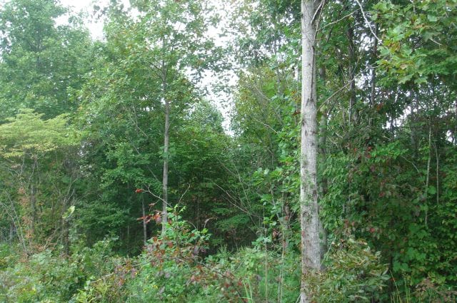 Sugartree Falls Tract 19 photo 4