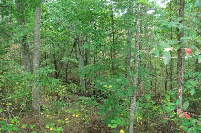Sugartree Falls Tract 19 photo 5