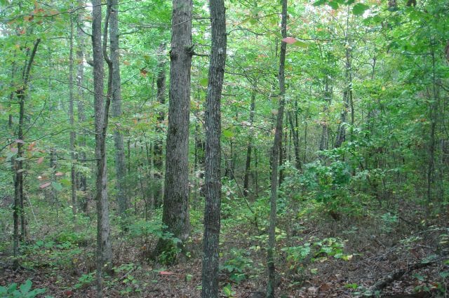Sugartree Falls Tract 19 photo 6