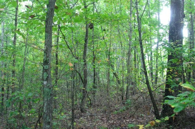 Sugartree Falls Tract 19 photo 7