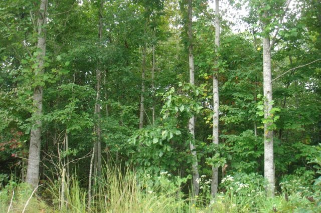 Sugartree Falls Tract 19 photo 8
