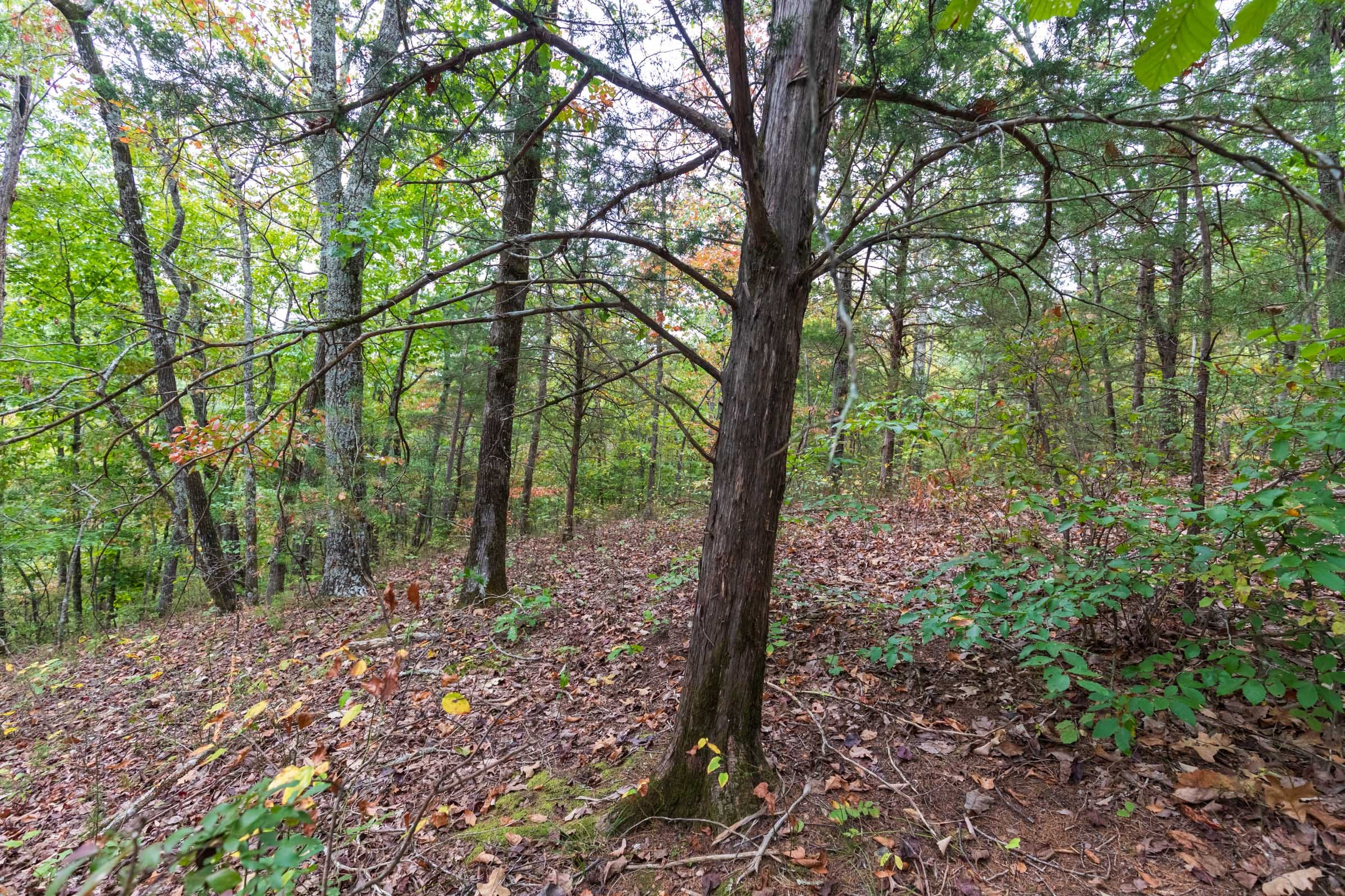 Copper Ridge Tract 1 photo 10