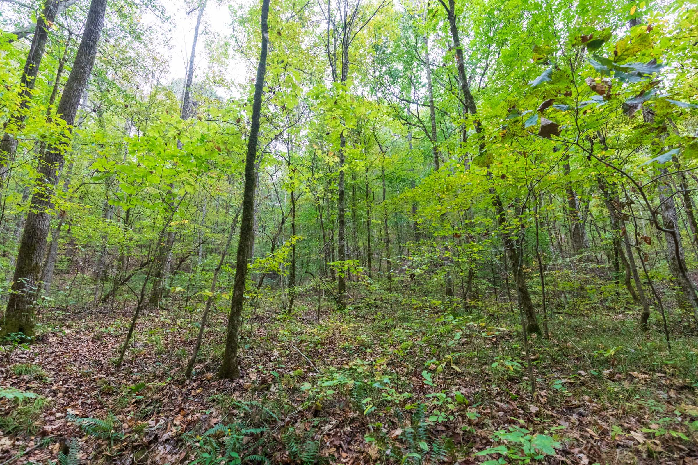 Copper Ridge Tract 1 photo 4