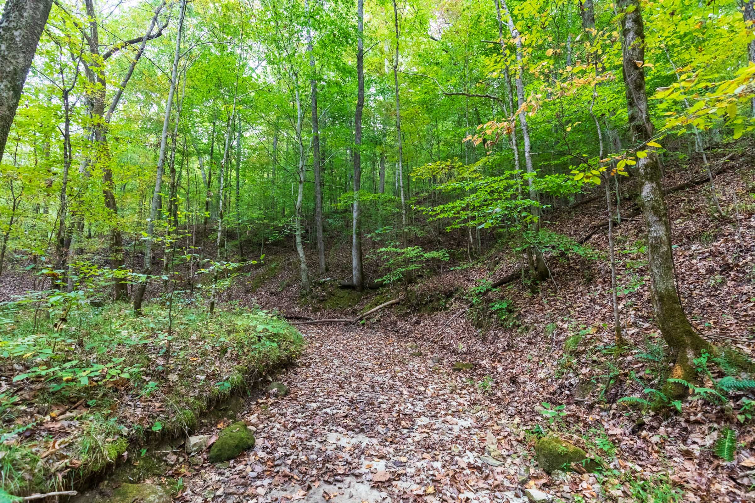 Copper Ridge Tract 1 photo 12