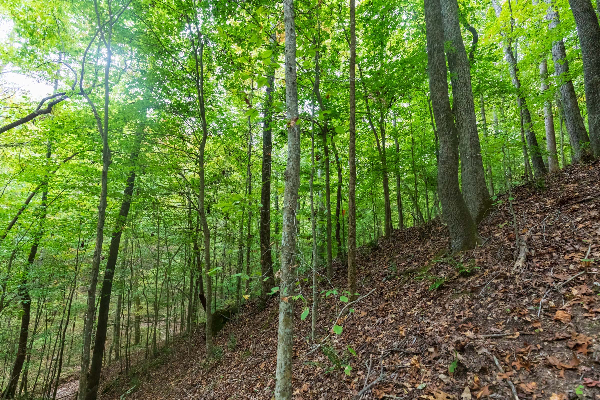 Copper Ridge Tract 1 photo 16