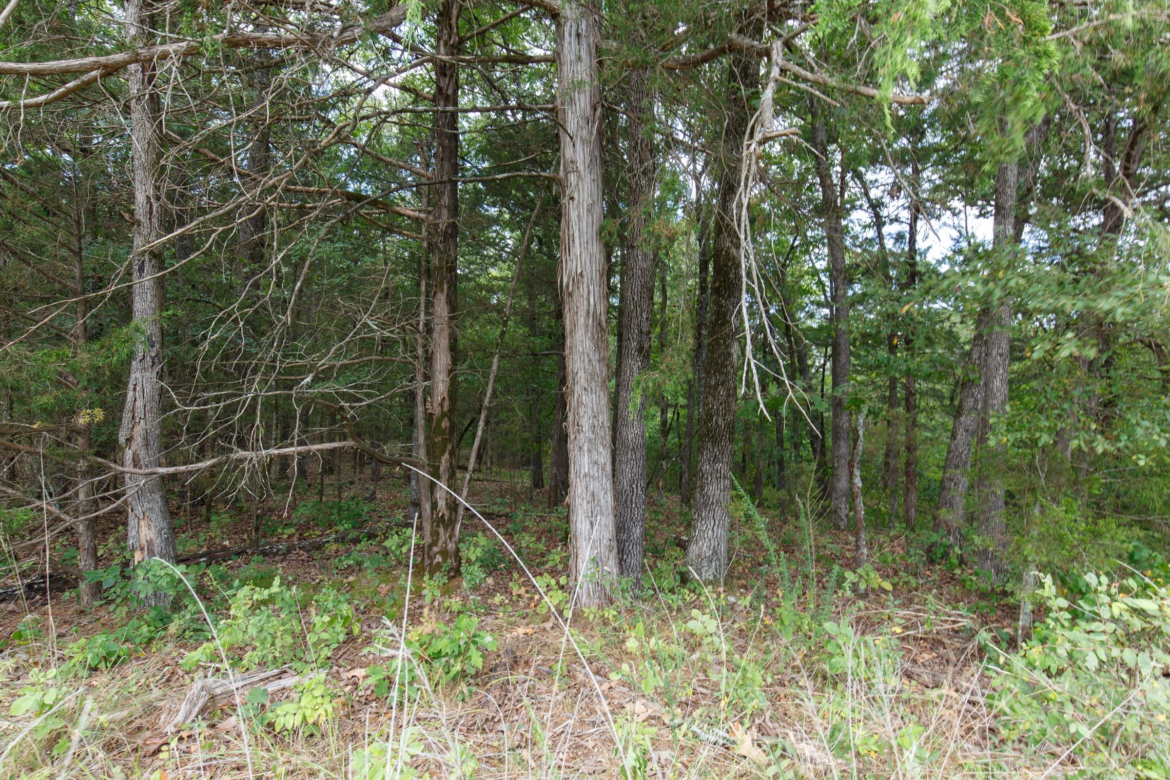 Wildwood Tract 33 photo 4