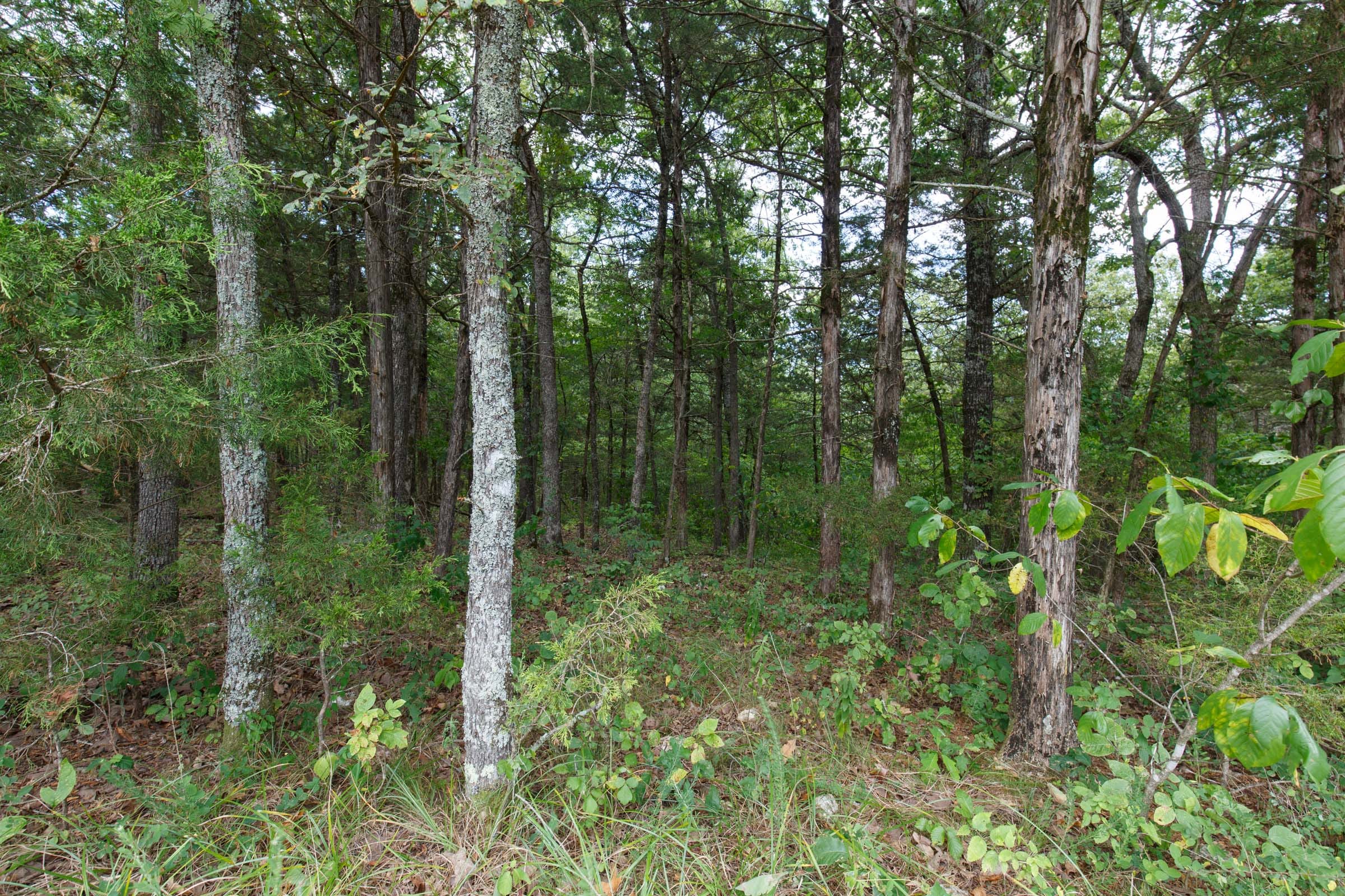 Wildwood Tract 33 photo 7