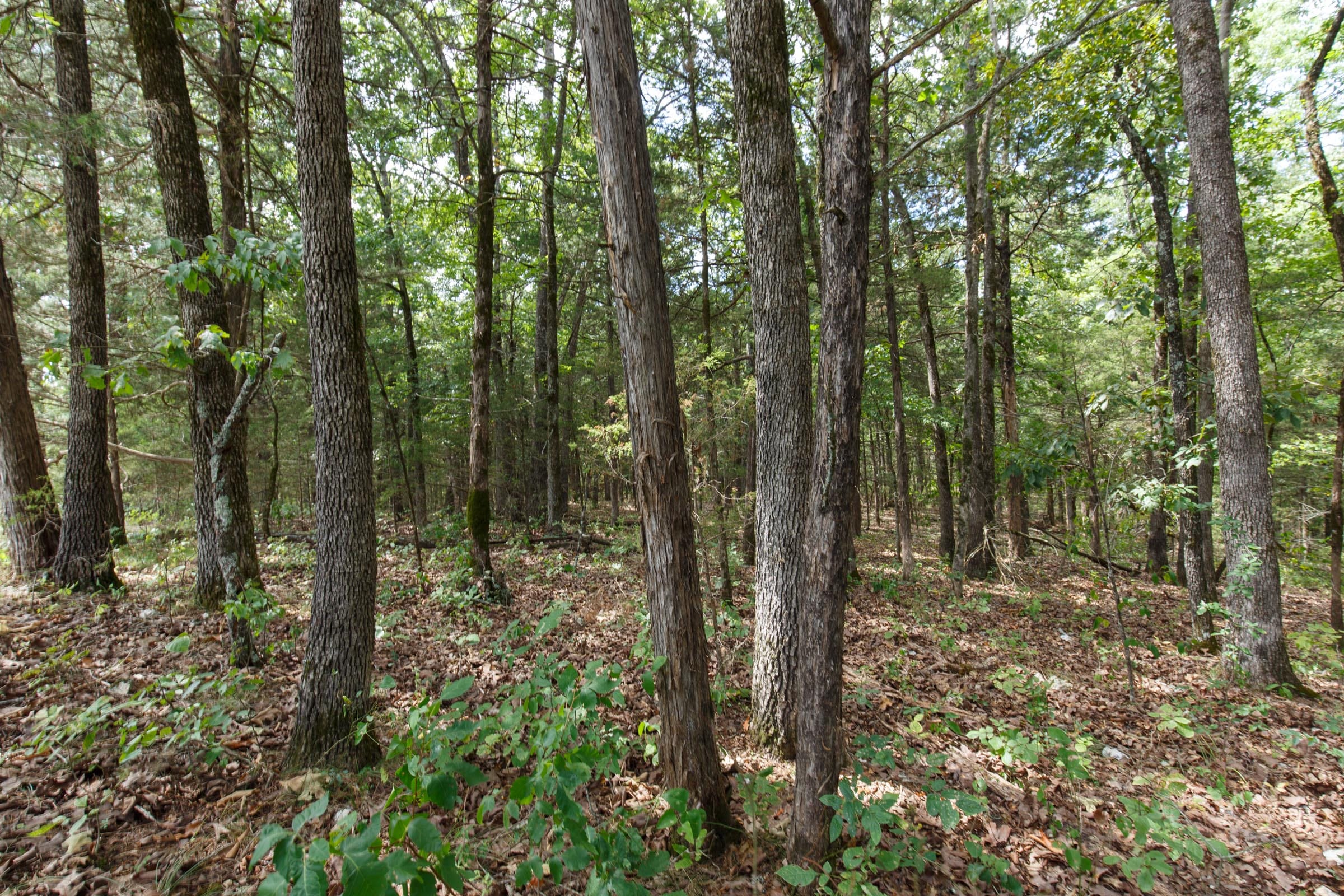 Wildwood Tract 33 photo 3