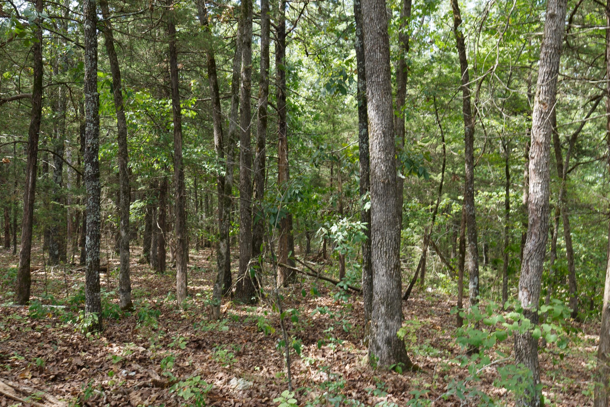 Wildwood Tract 33 photo 8