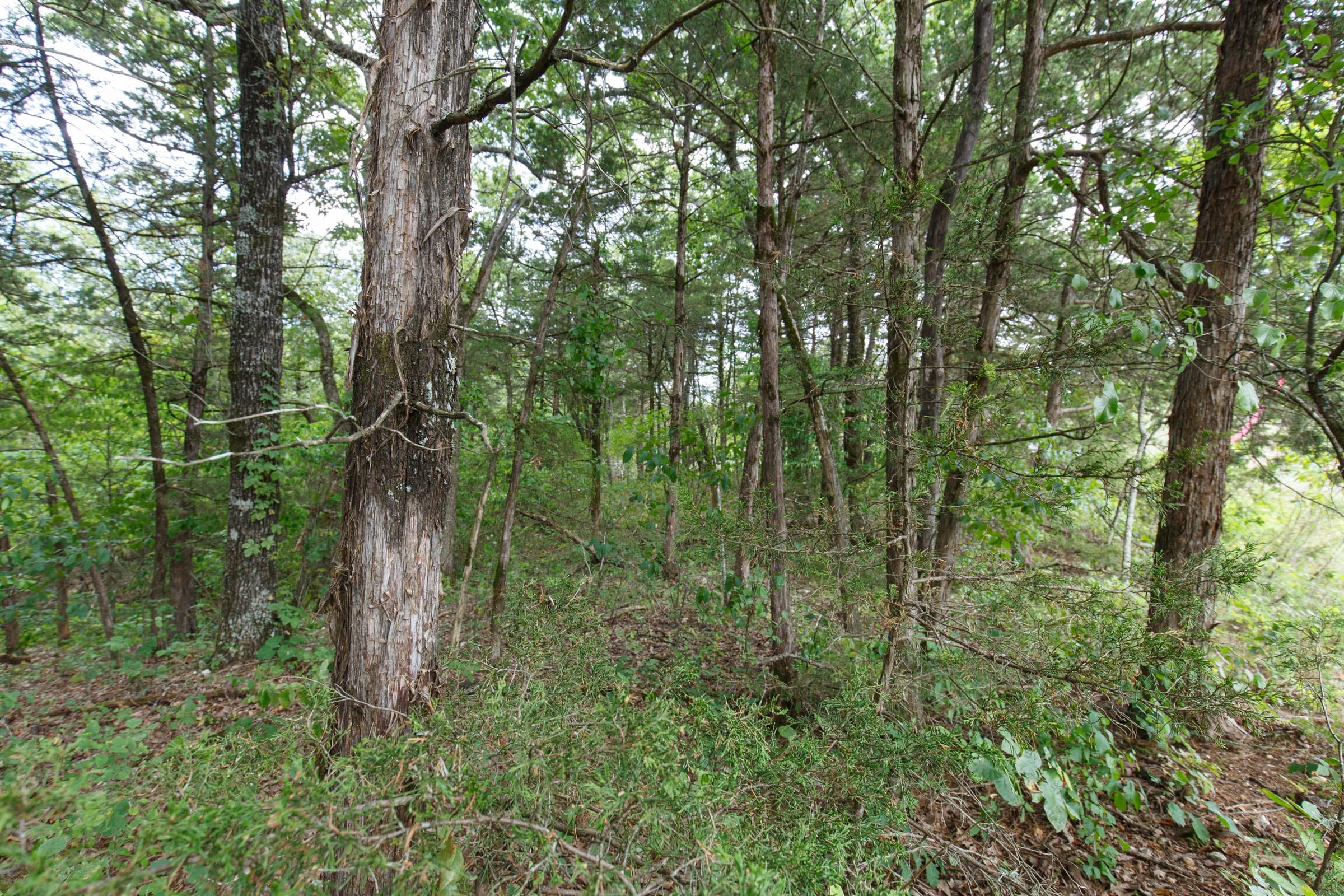 Wildwood Tract 33 photo 5