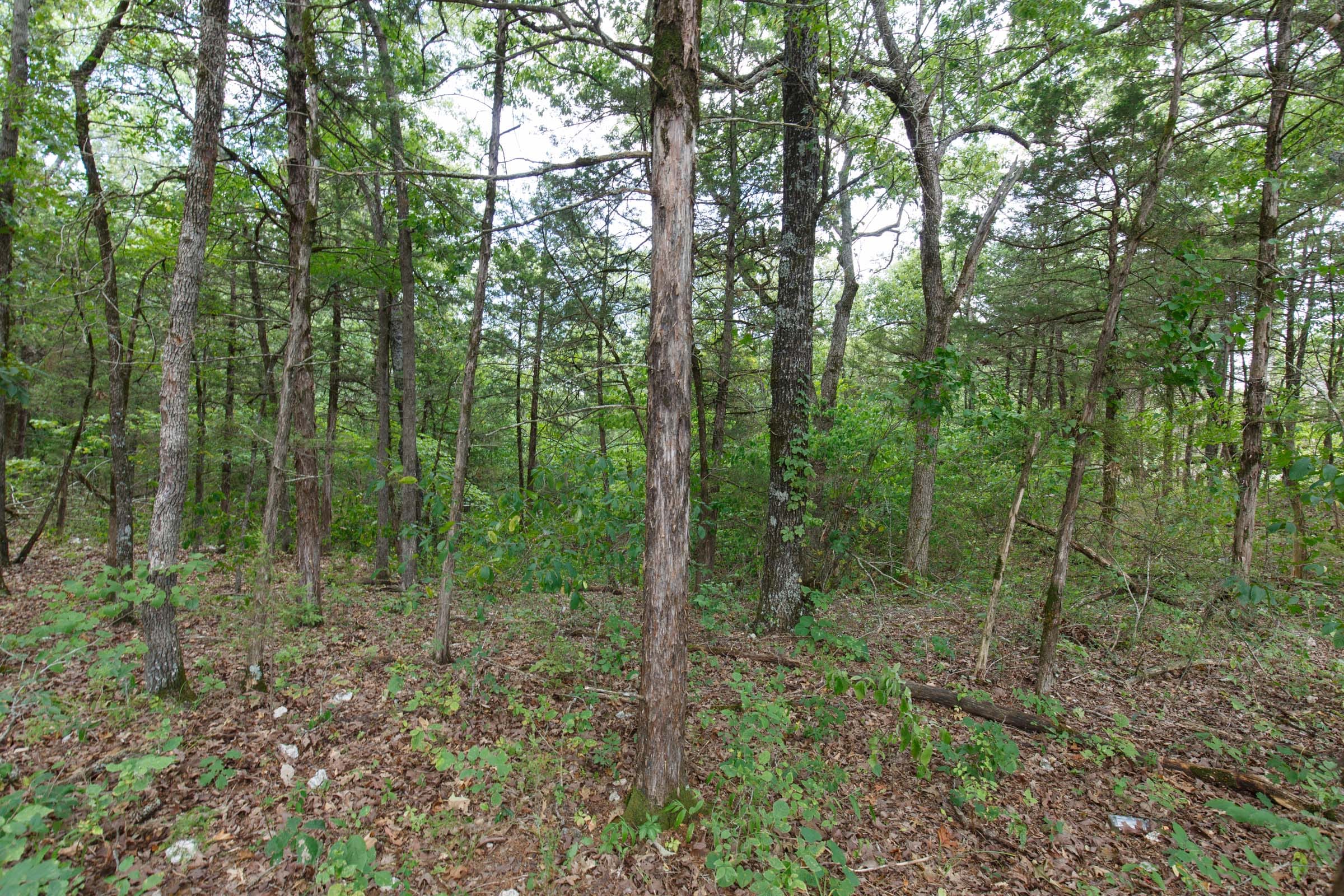 Wildwood Tract 33 photo 9